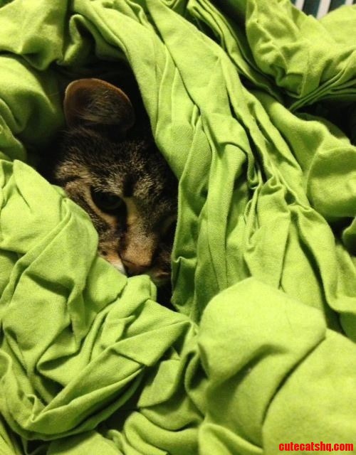 this is how i laundry. Cute cats HQ Pictures of cute cats and