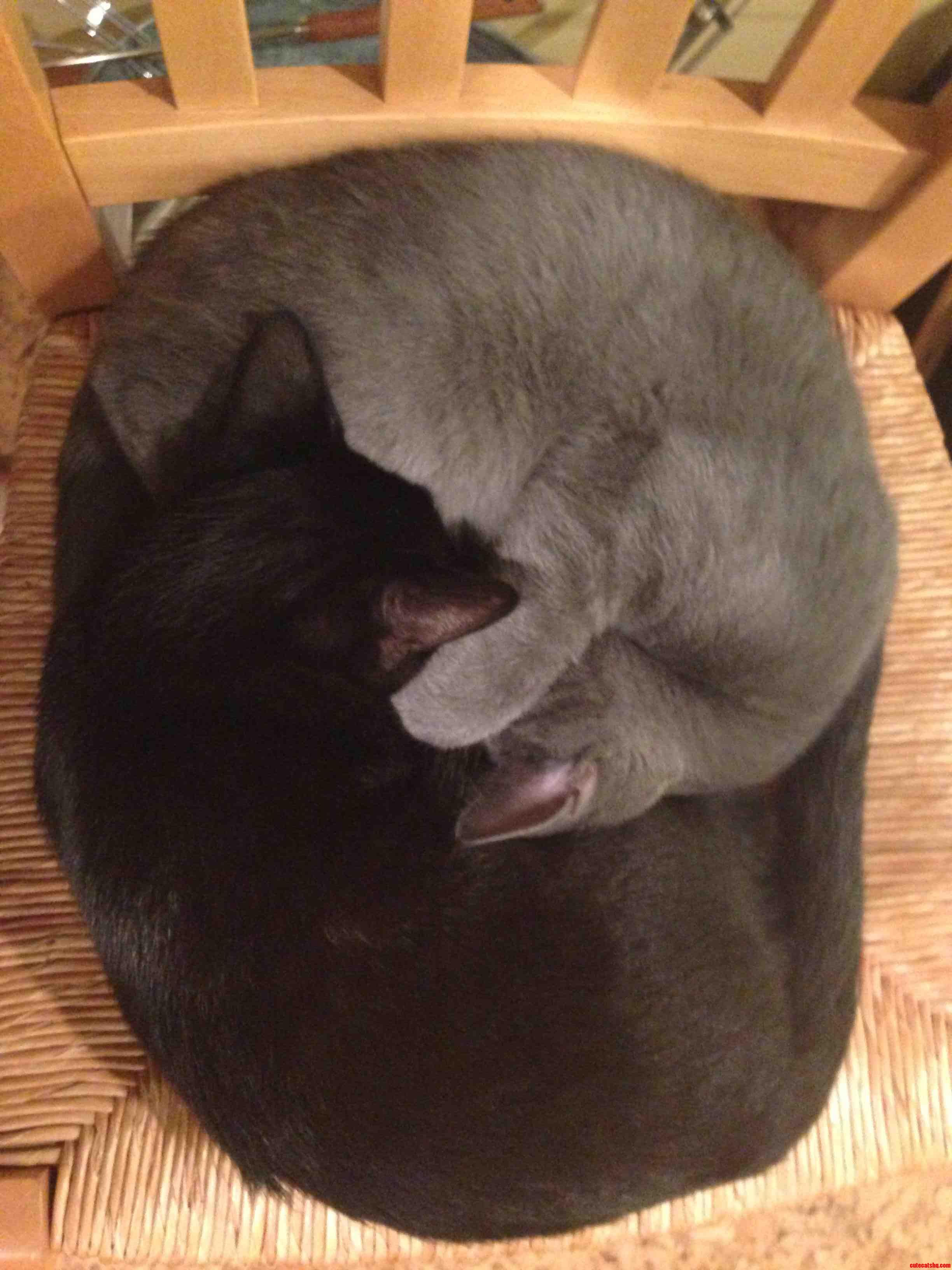 yin yang Cute cats HQ Pictures of cute cats and kittens Free