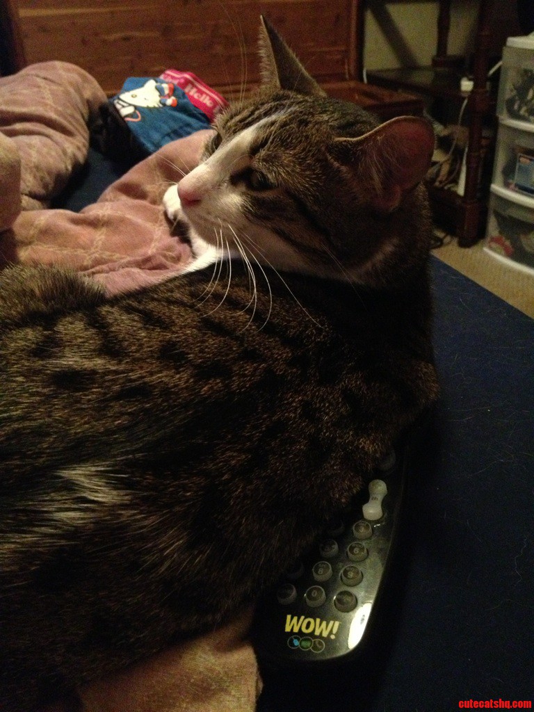 Every Time I Want To Skip Commercials My Remote Hides. Cute cats HQ