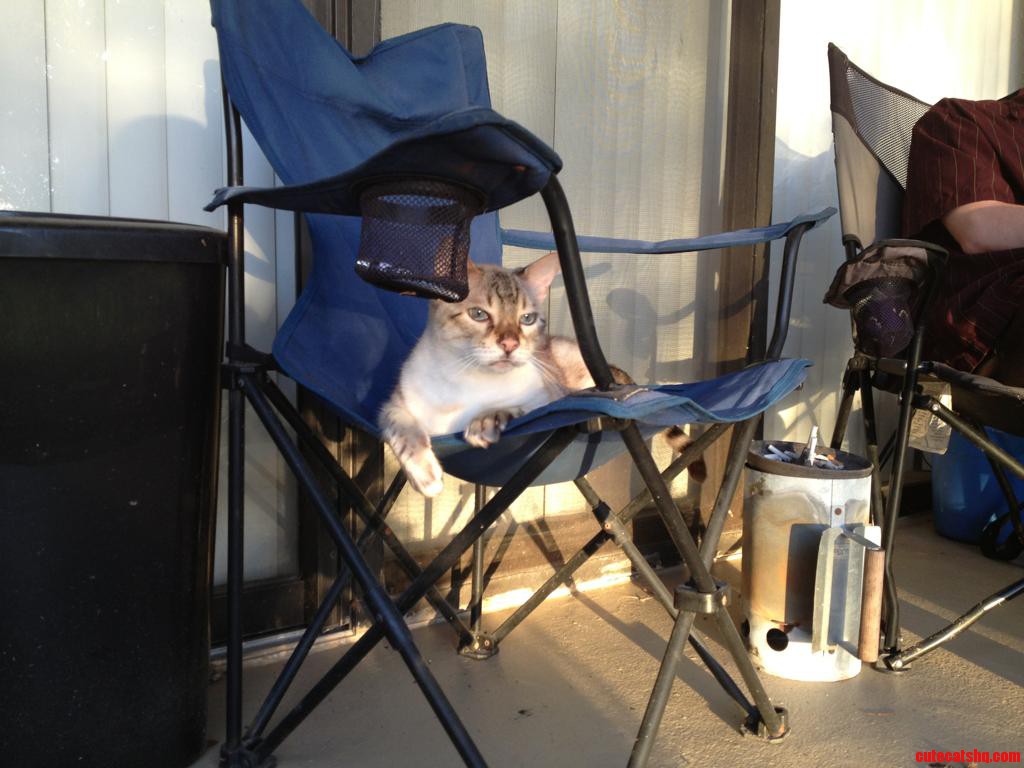 Outside Cat. Cute cats HQ Pictures of cute cats and kittens Free