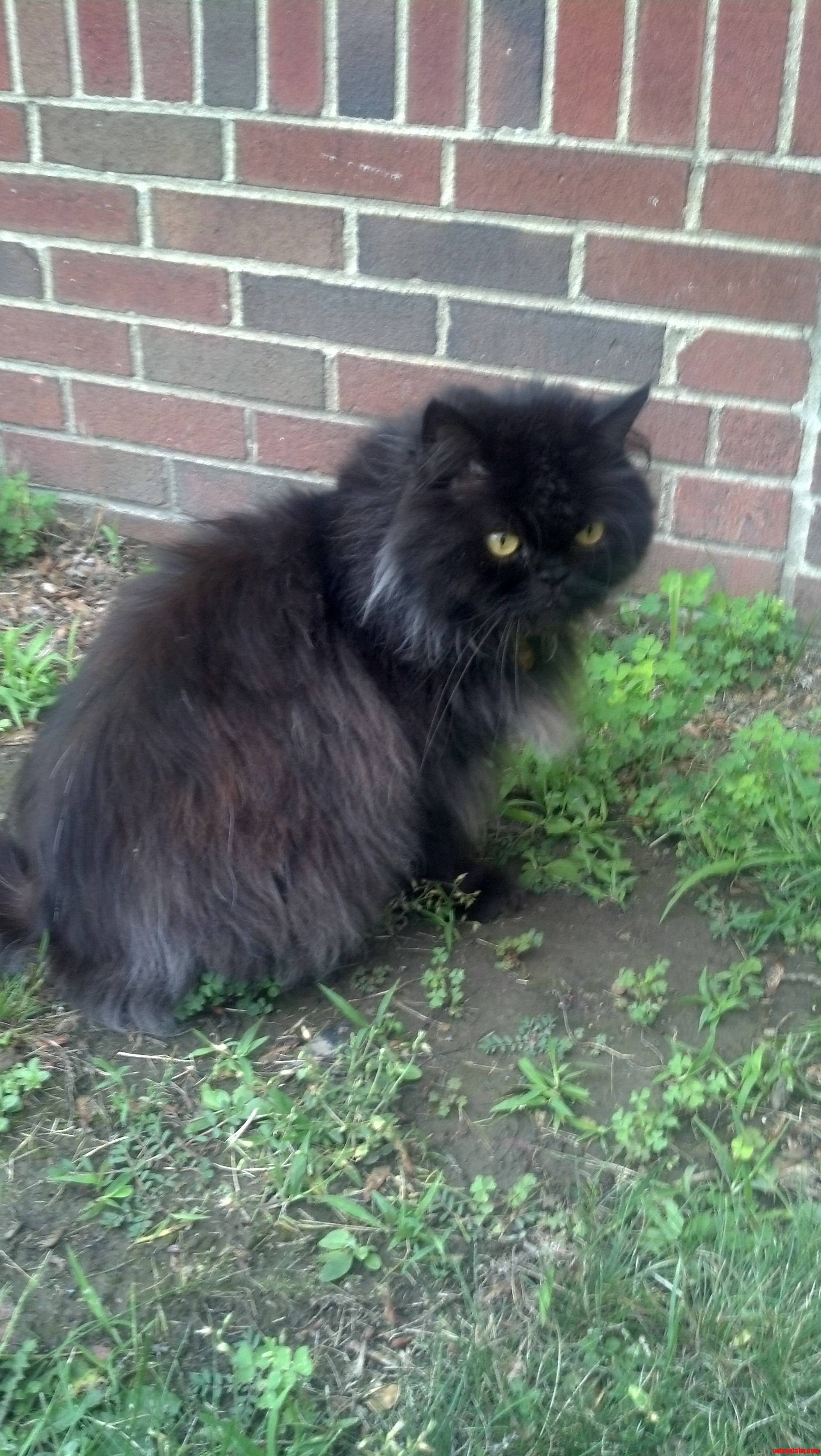 This Is Basil.. Cute cats HQ Pictures of cute cats and kittens Free pictures of funny cats