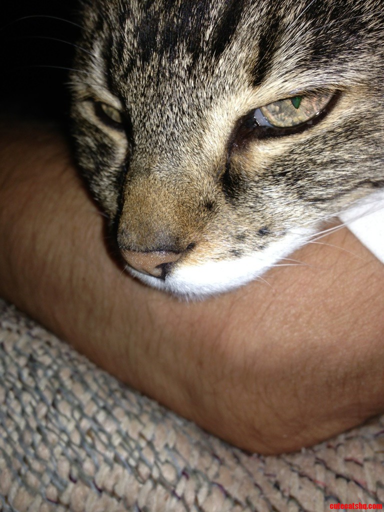 I Wish My Cat Was As Photogenic As Her Cunt Of A Mother. Cute cats HQ