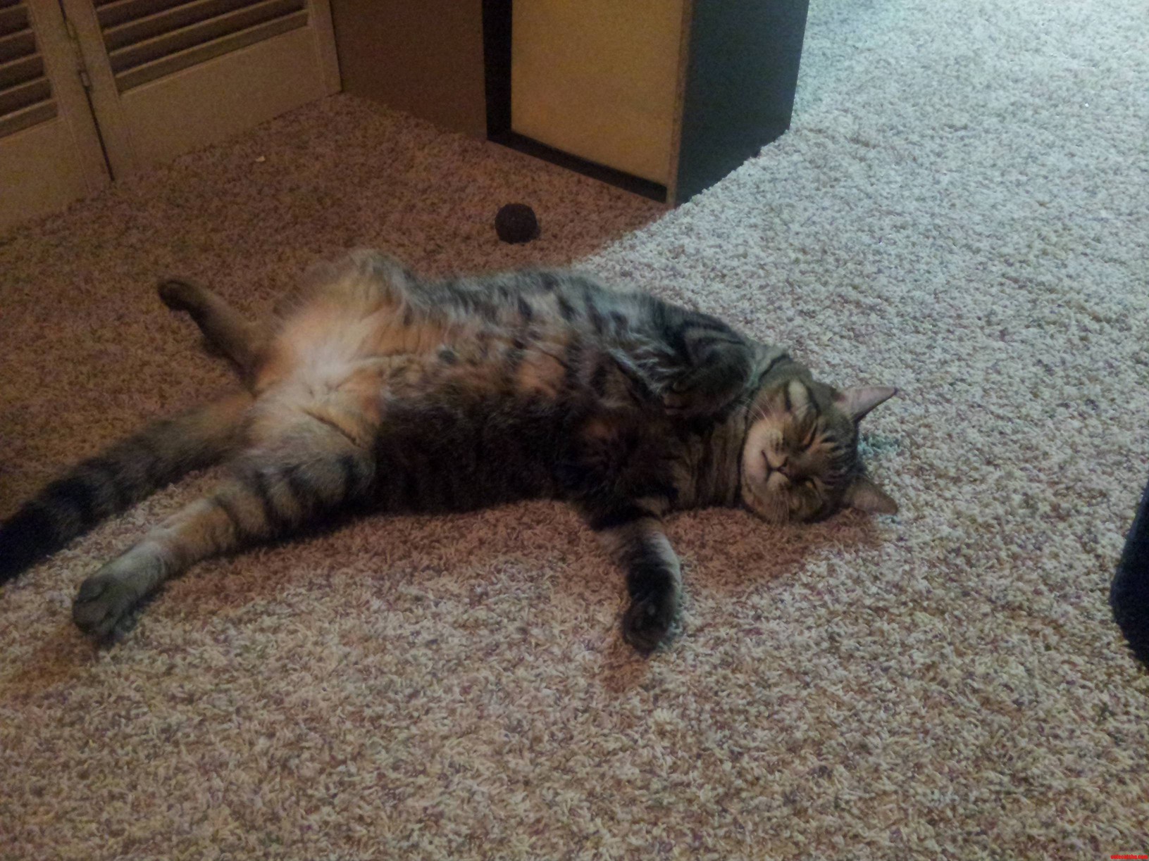 Catnip Overdose Cute cats HQ Pictures of cute cats and kittens Free