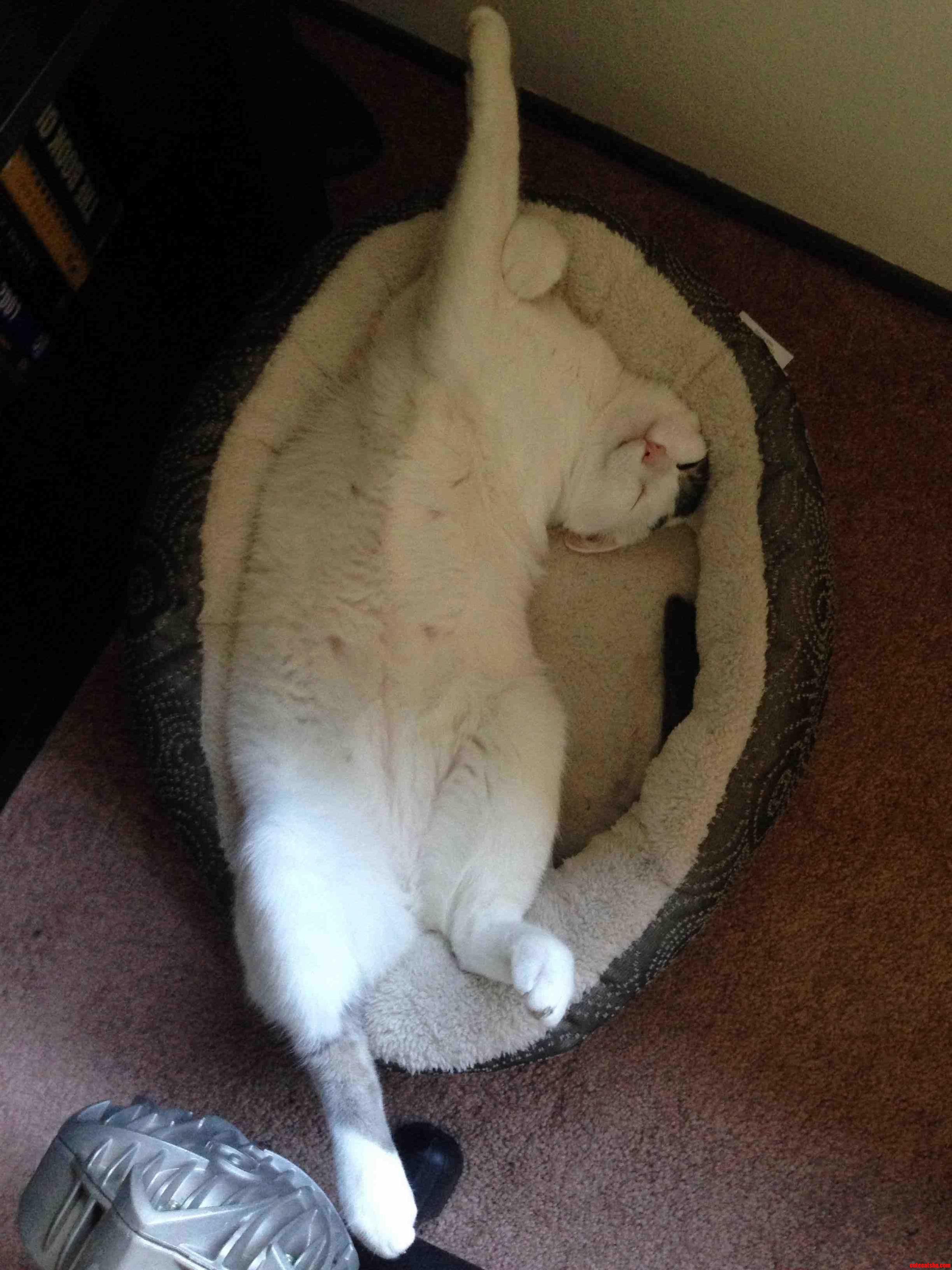 He Never Slept In His Bed. Then I Put Catnip In It. Cute cats HQ