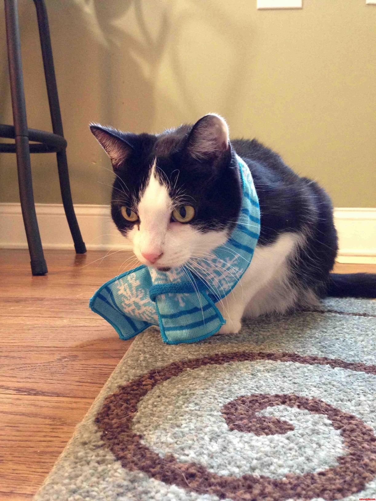 Just My Cat Wearing A Scarf. Cute cats HQ Pictures of cute cats and