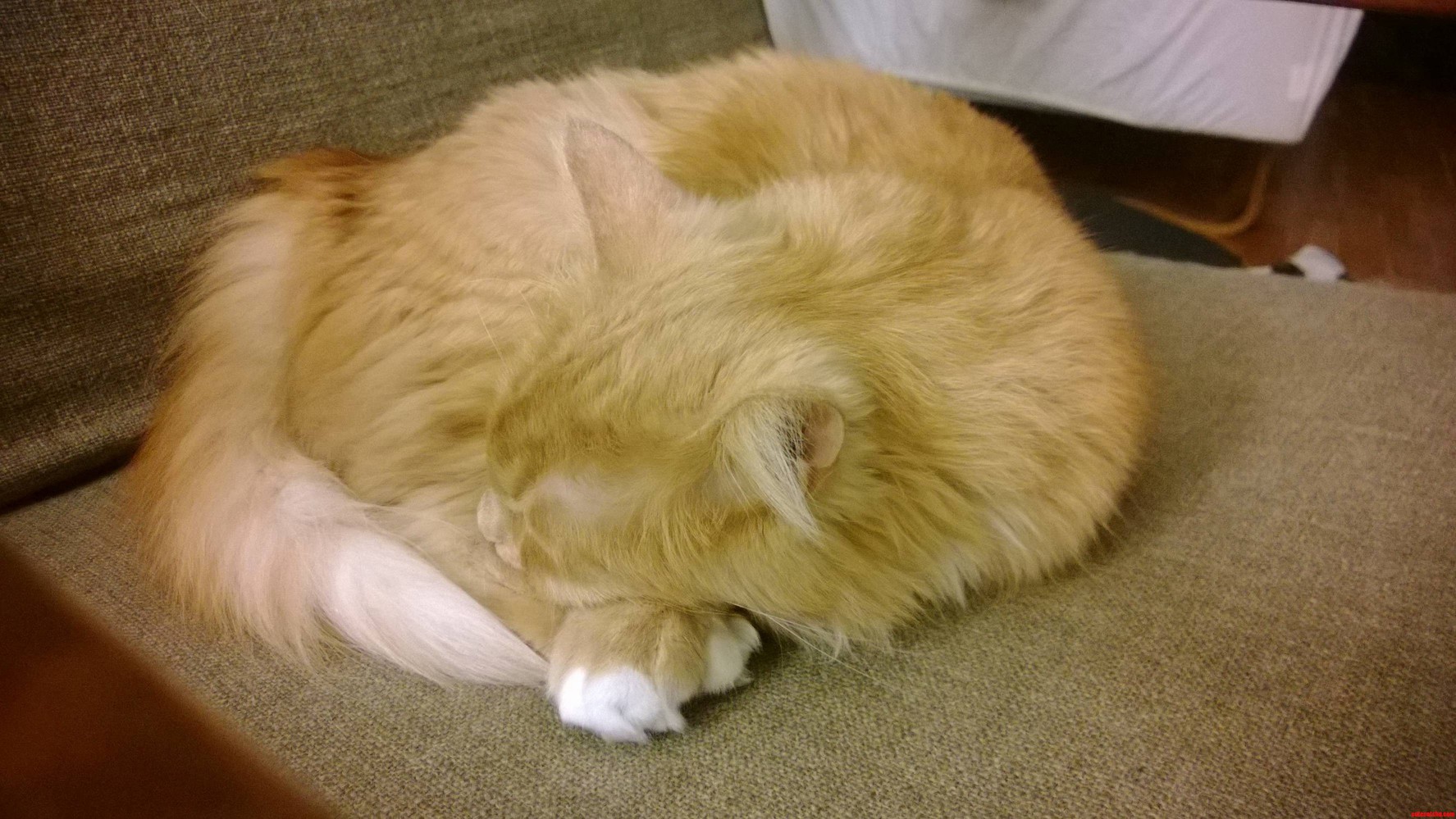 Little Ball Of Fur.. Cute cats HQ Pictures of cute cats and kittens