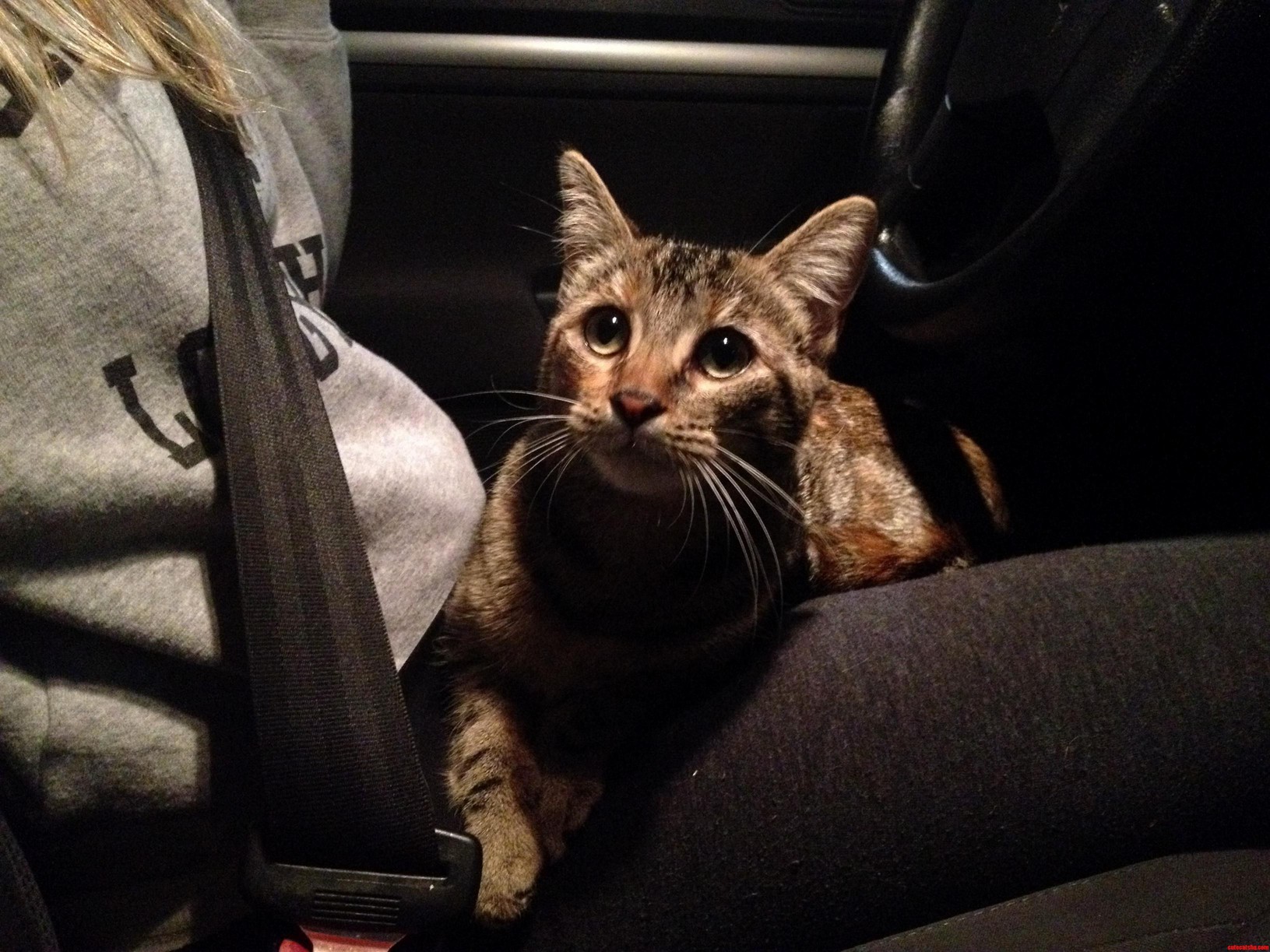 My Cat Loves Car Rides Cute cats HQ Pictures of cute cats and