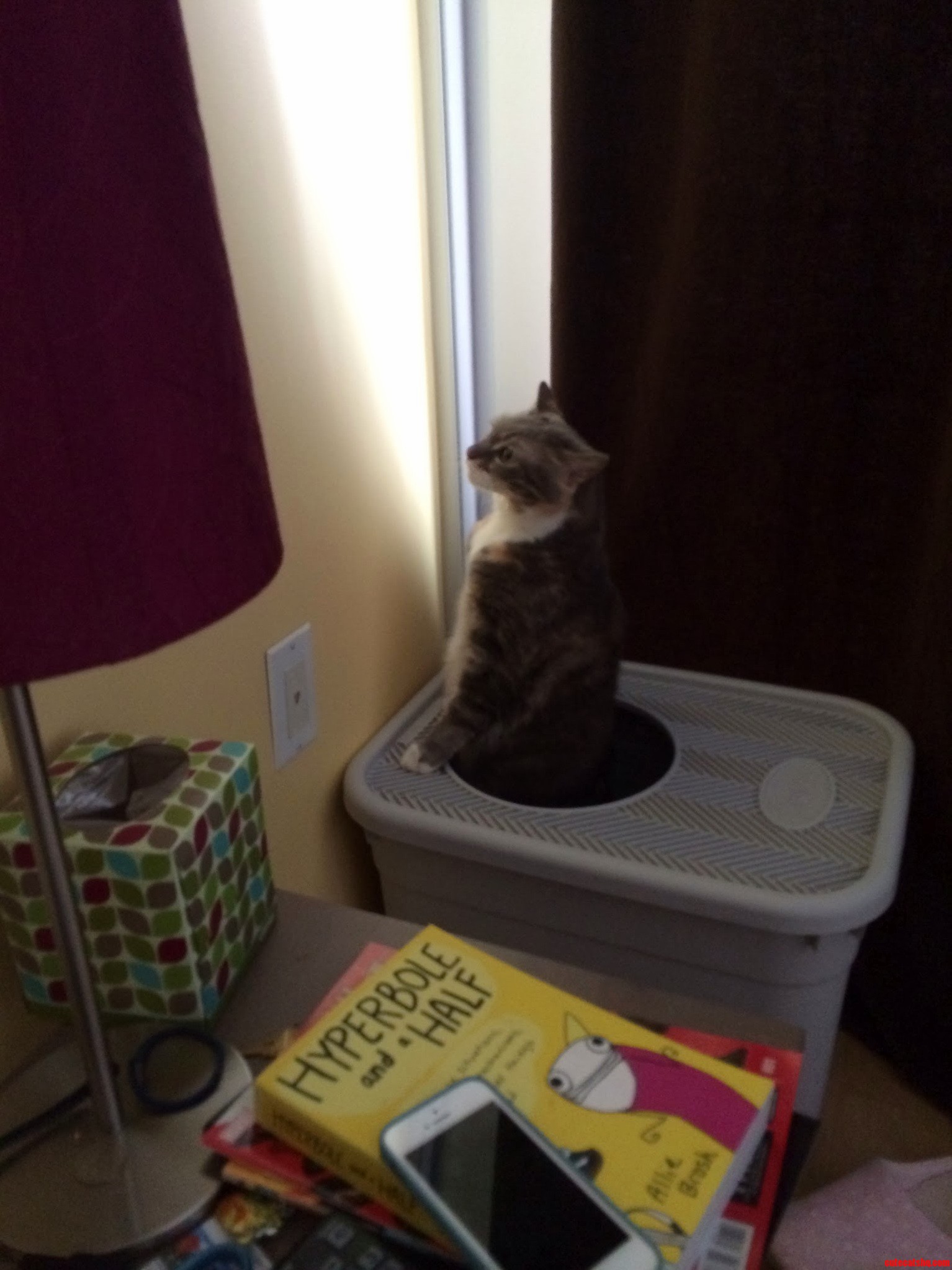 Our Cat Poops Standing On Two Legs. Cute cats HQ Pictures of cute