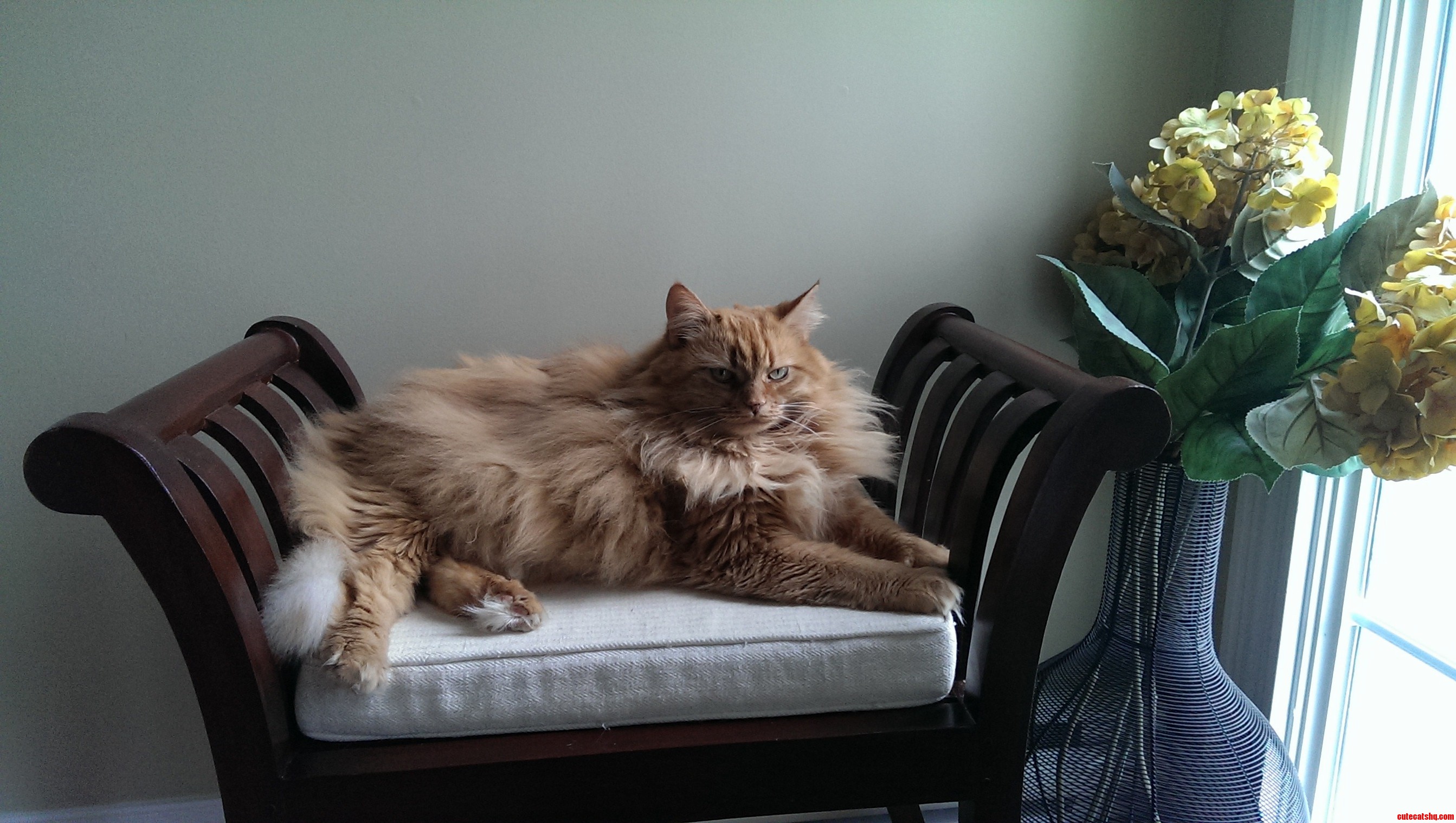 She Sheds Like Crazy But She Is Beautiful. Meet Flora. Cute cats HQ