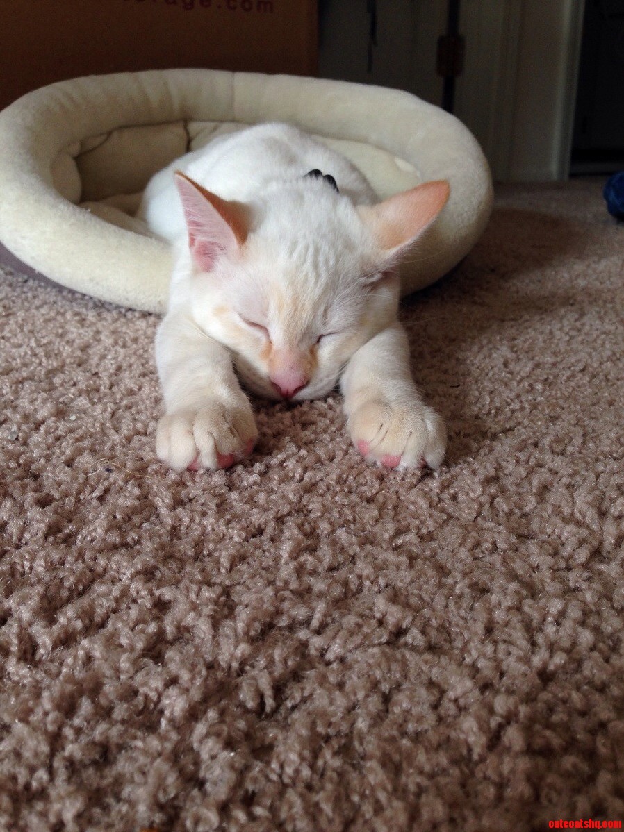 Sleepy Time Cute cats HQ Pictures of cute cats and kittens Free