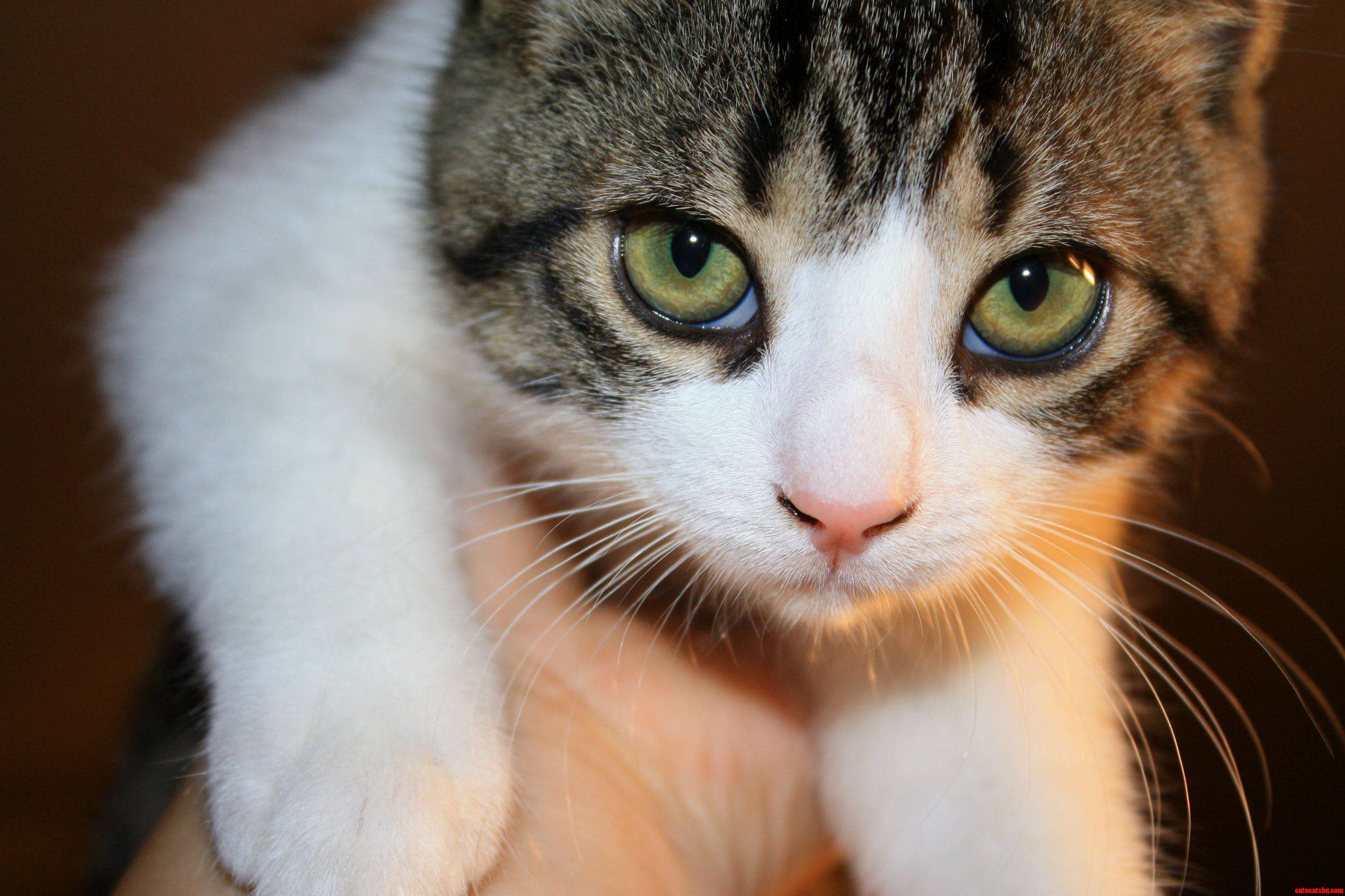 This Is Charlotte. Cute cats HQ Pictures of cute cats and kittens