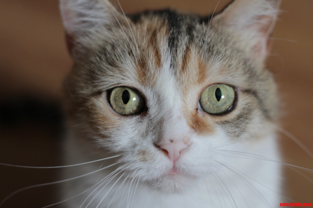 My Stray Cat Lixo. Cute cats HQ Pictures of cute cats and kittens