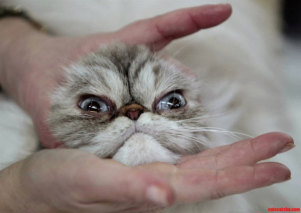 One Unhappy Cat Cute cats HQ Pictures of cute cats and kittens Free