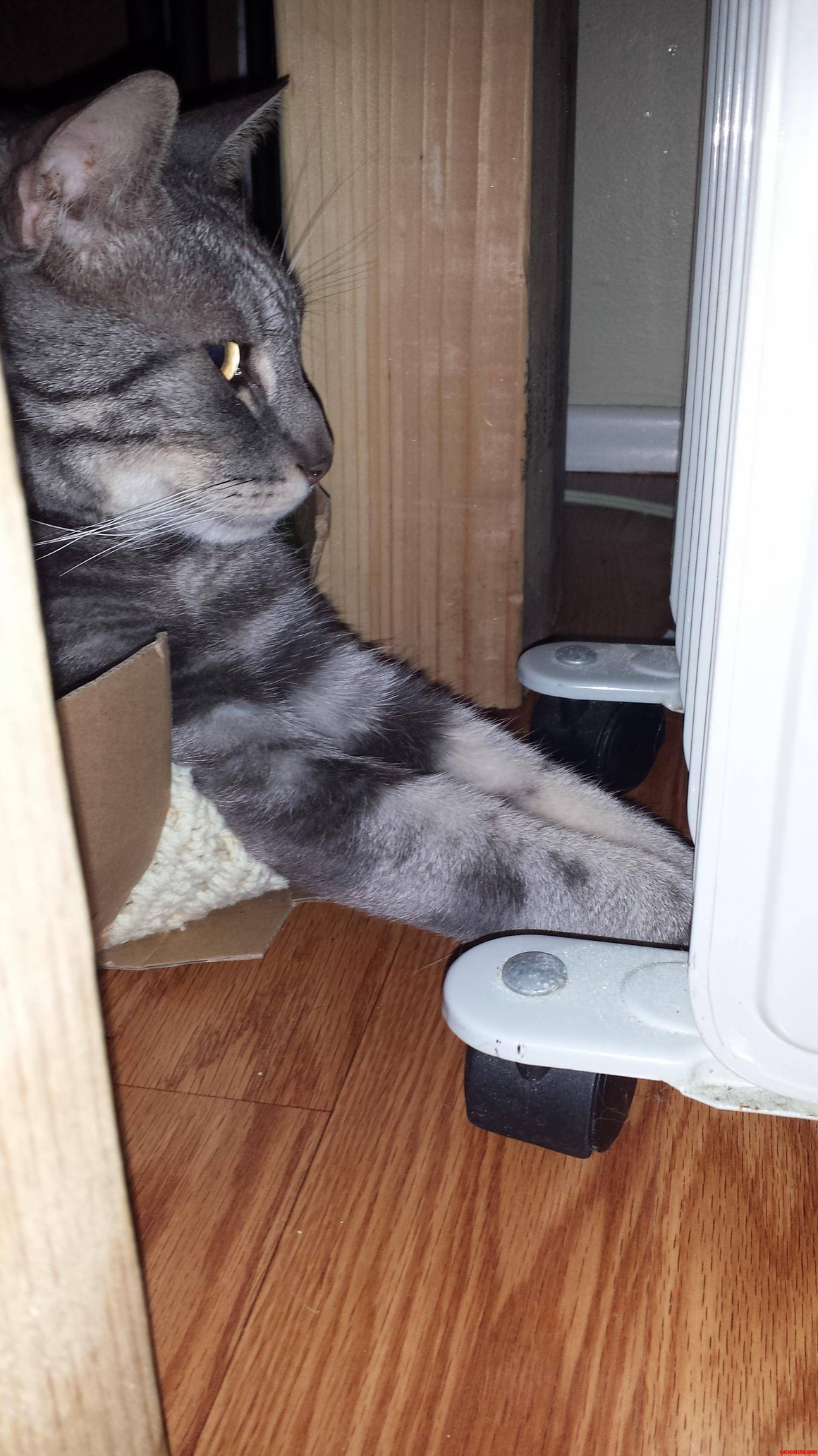 Sometimes My Cat Gets Cold Feet. Cute cats HQ Pictures of cute cats