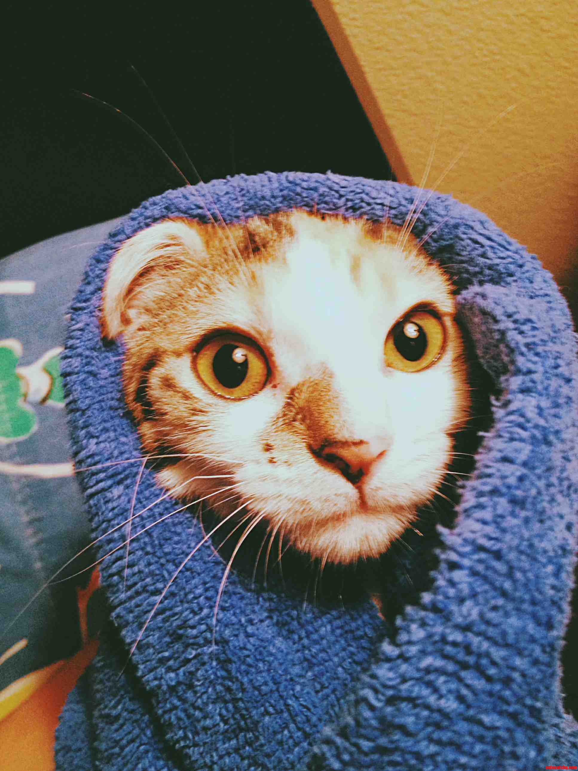 Baths Are The Worst. Cute cats HQ Pictures of cute cats and kittens