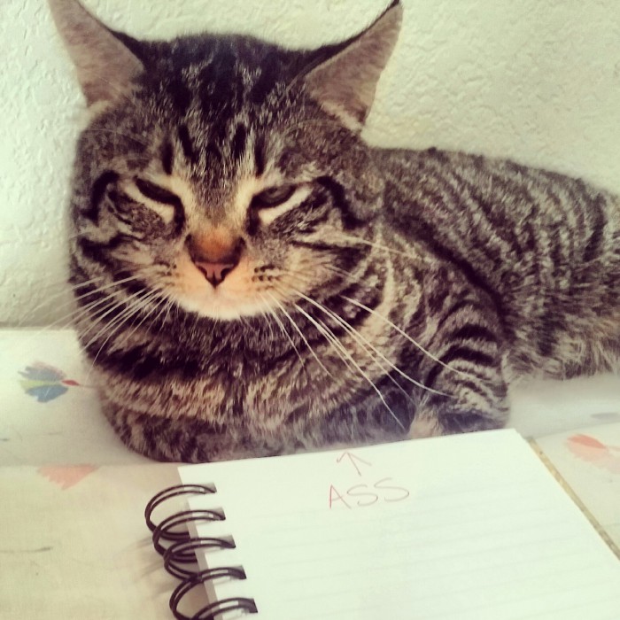 Cheer up gloomy Cute cats HQ Pictures of cute cats and kittens Free