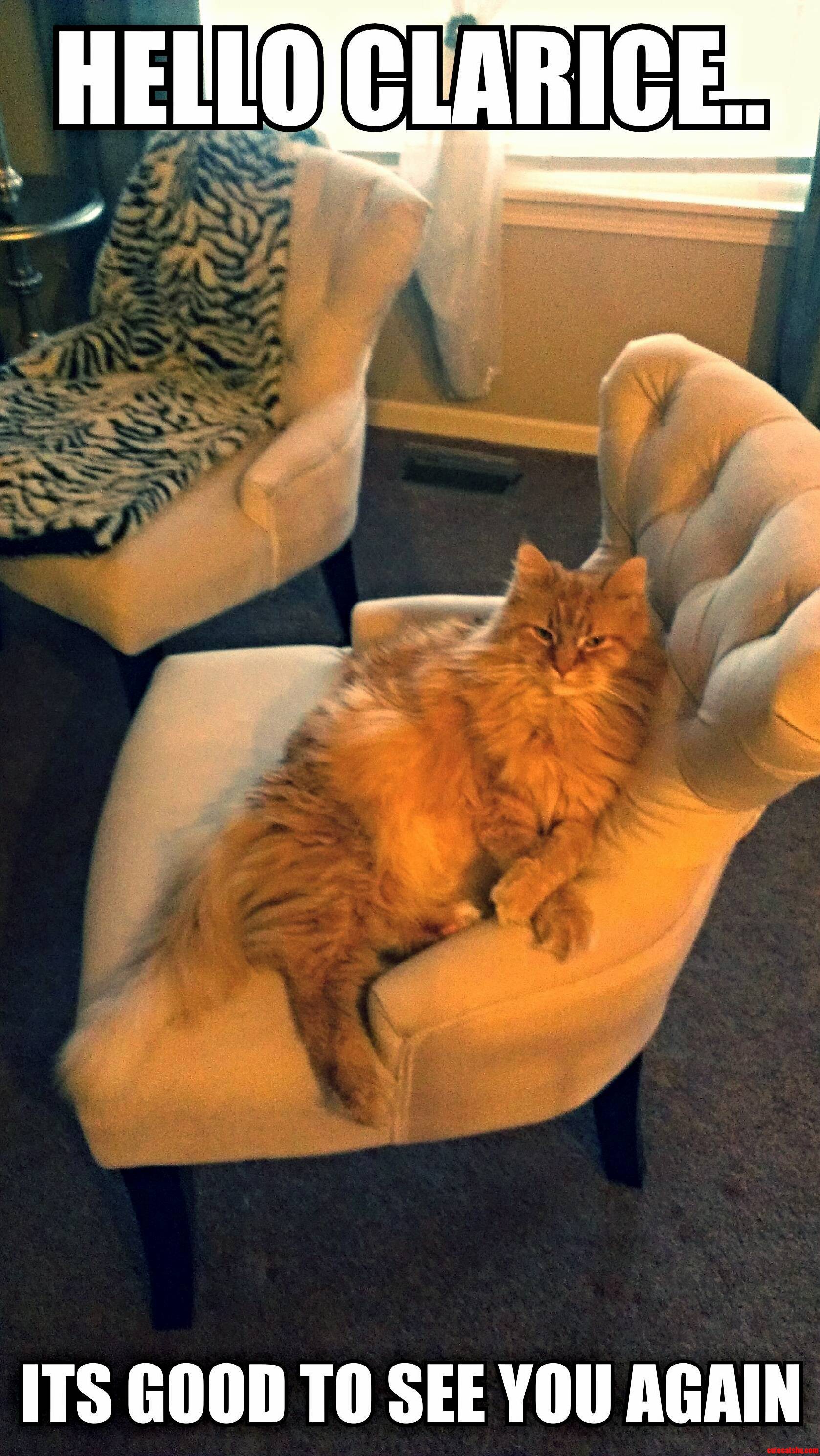 Hello Clarice.. Cute cats HQ Pictures of cute cats and kittens Free pictures of funny cats