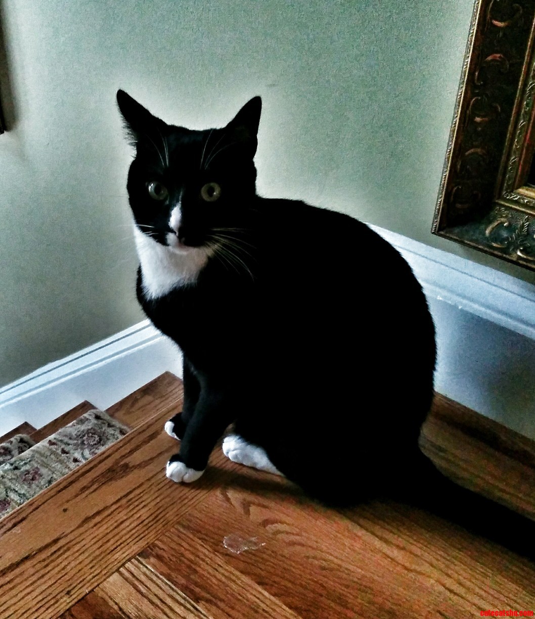 Tux The Tux Cat. Cute cats HQ Pictures of cute cats and kittens