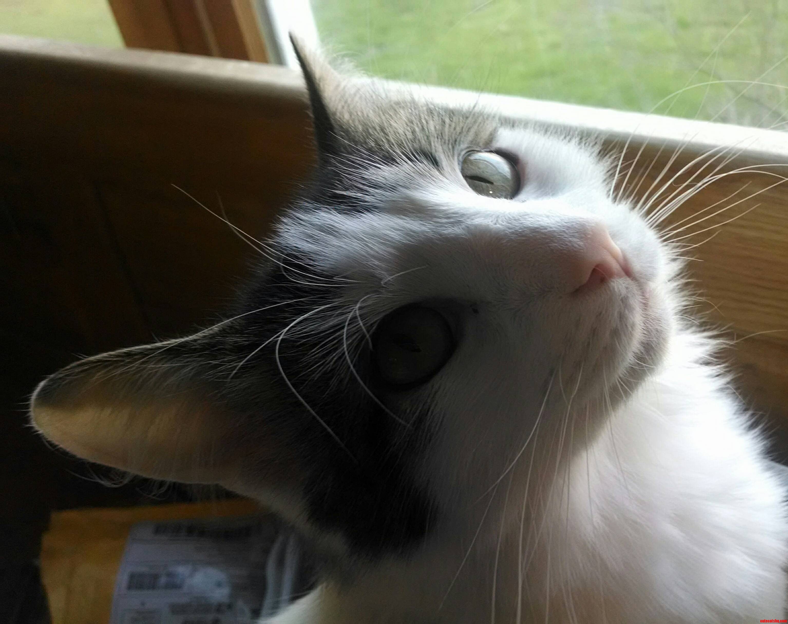 I Think My Boy Is Cute cats HQ Pictures of cute cats and