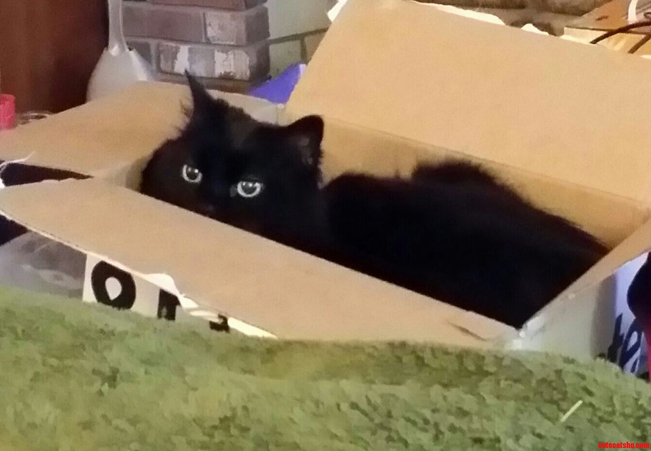 Smokie Caught In A Cat Trap. Cute cats HQ Pictures of cute cats and