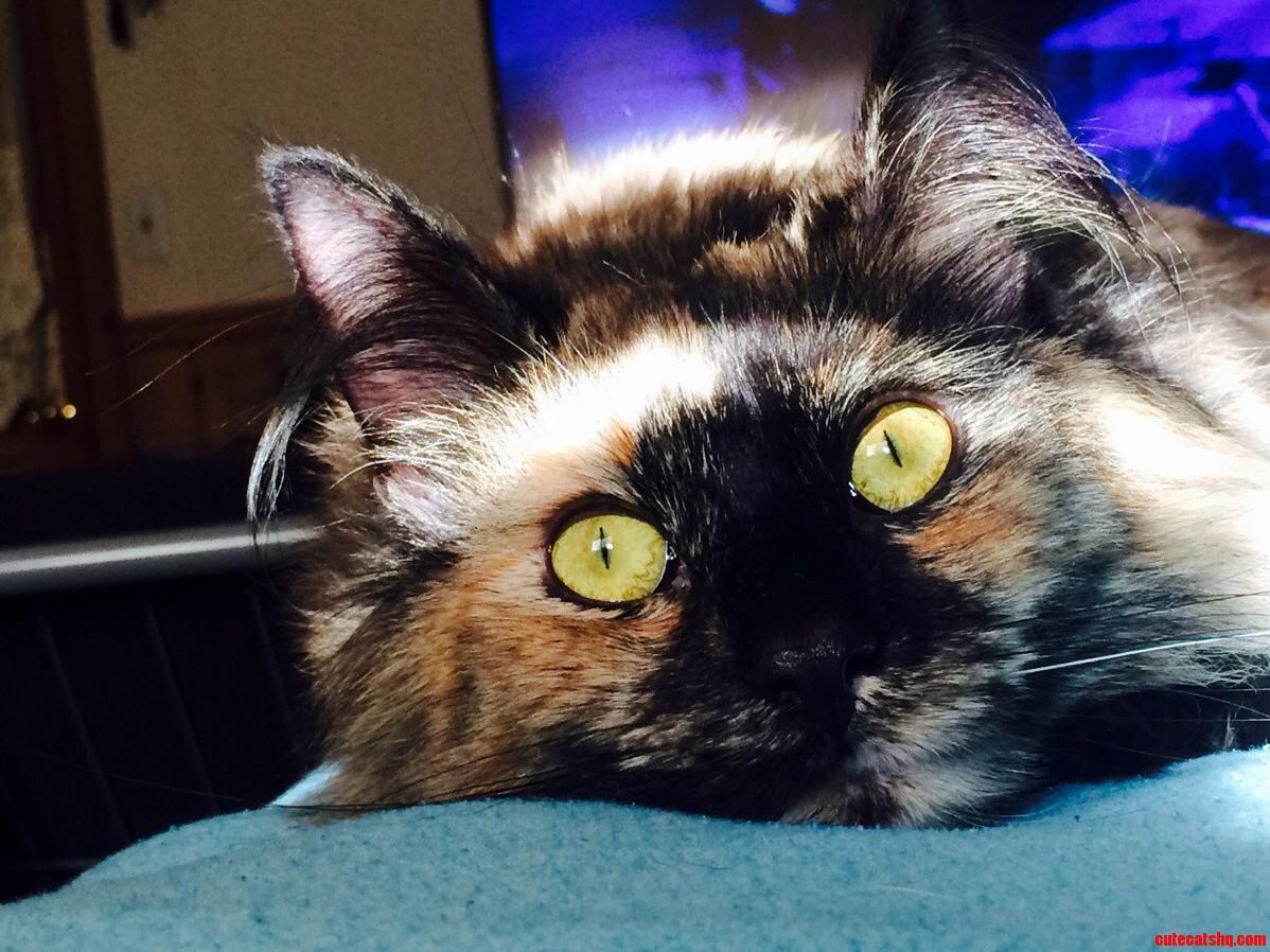Those Eyes… Cute cats HQ Pictures of cute cats and kittens Free