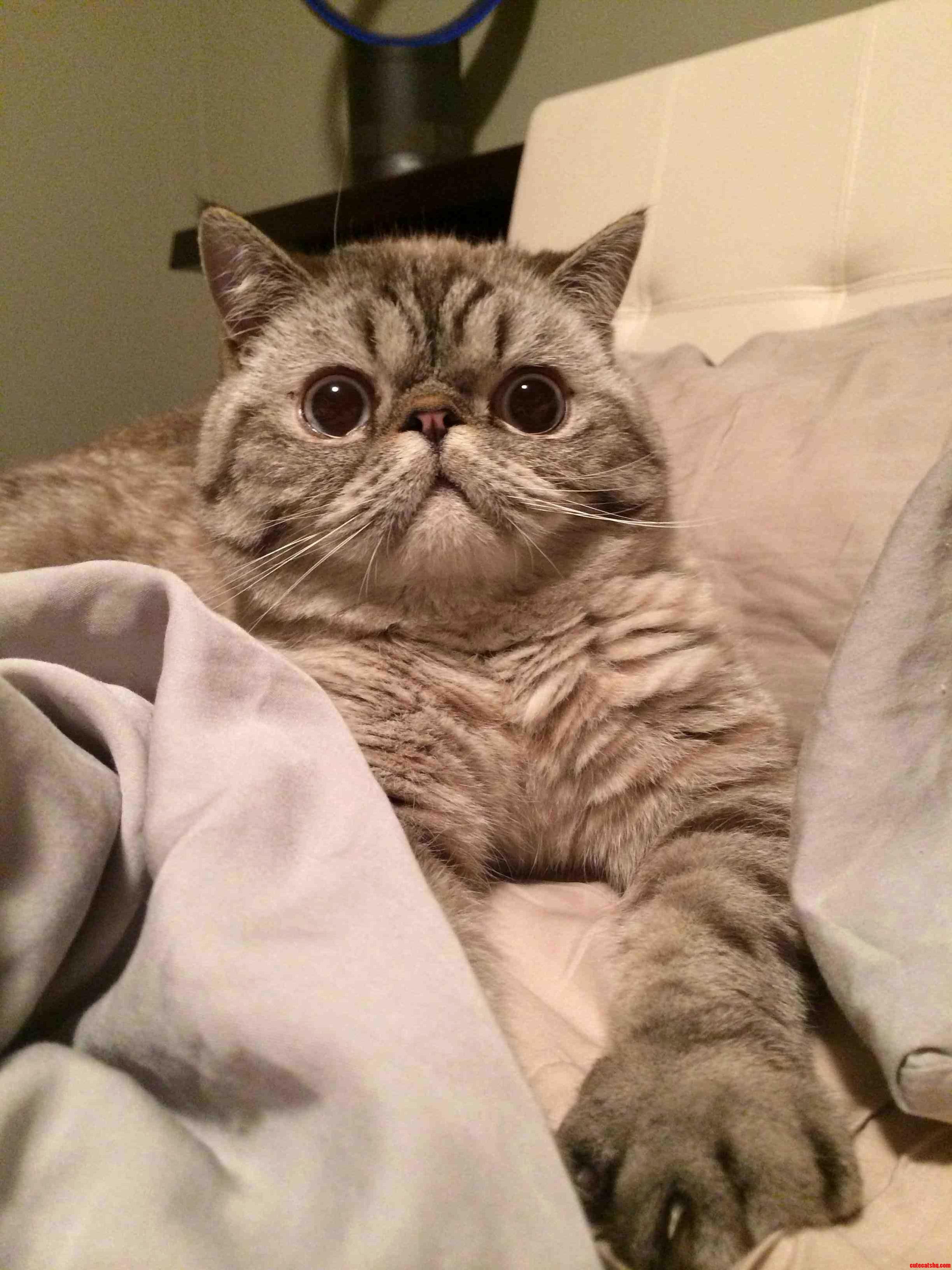 When He Knows Its Bath Time… Cute cats HQ Pictures of