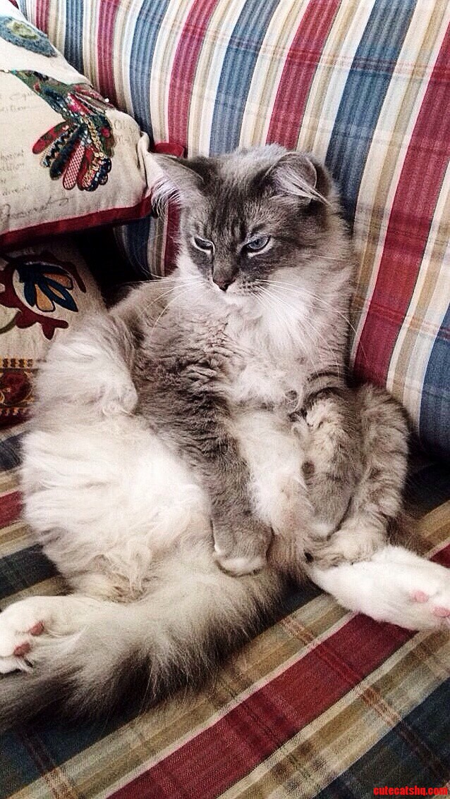 Fat Cat Is Not Amused. Cute cats HQ Pictures of cute cats and