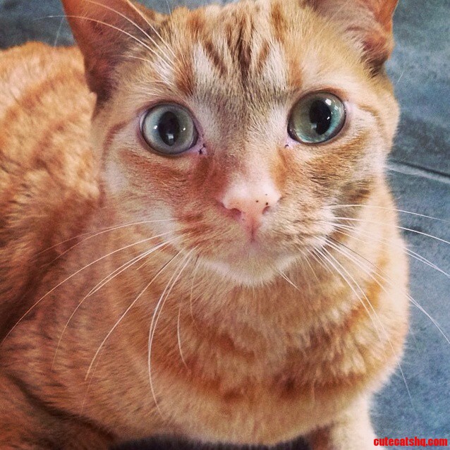 Kittens Eye Boogers The Y Guide