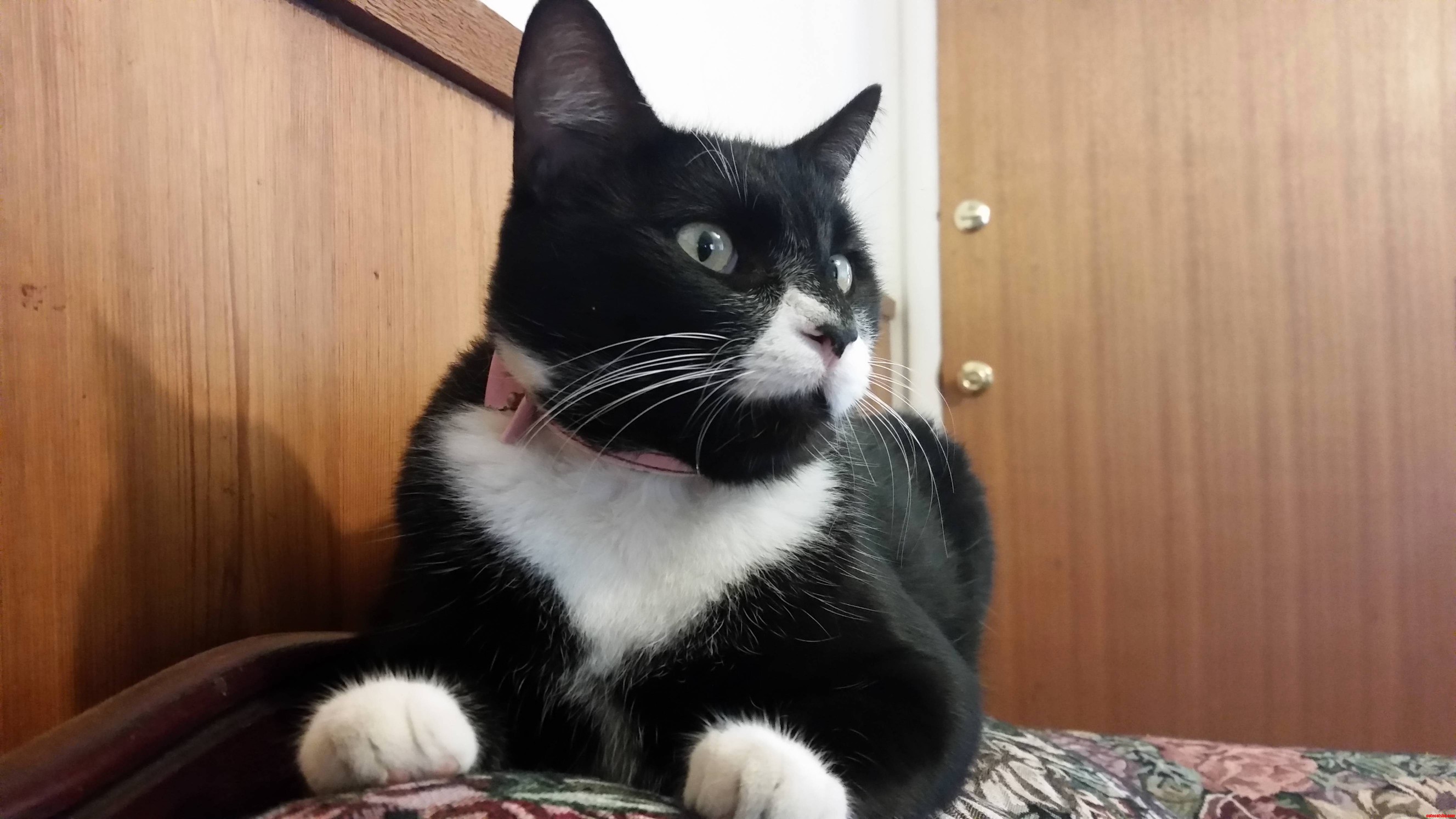 Two Years Ago We Caught A Feral Cat Digging Through Our Trash Cute