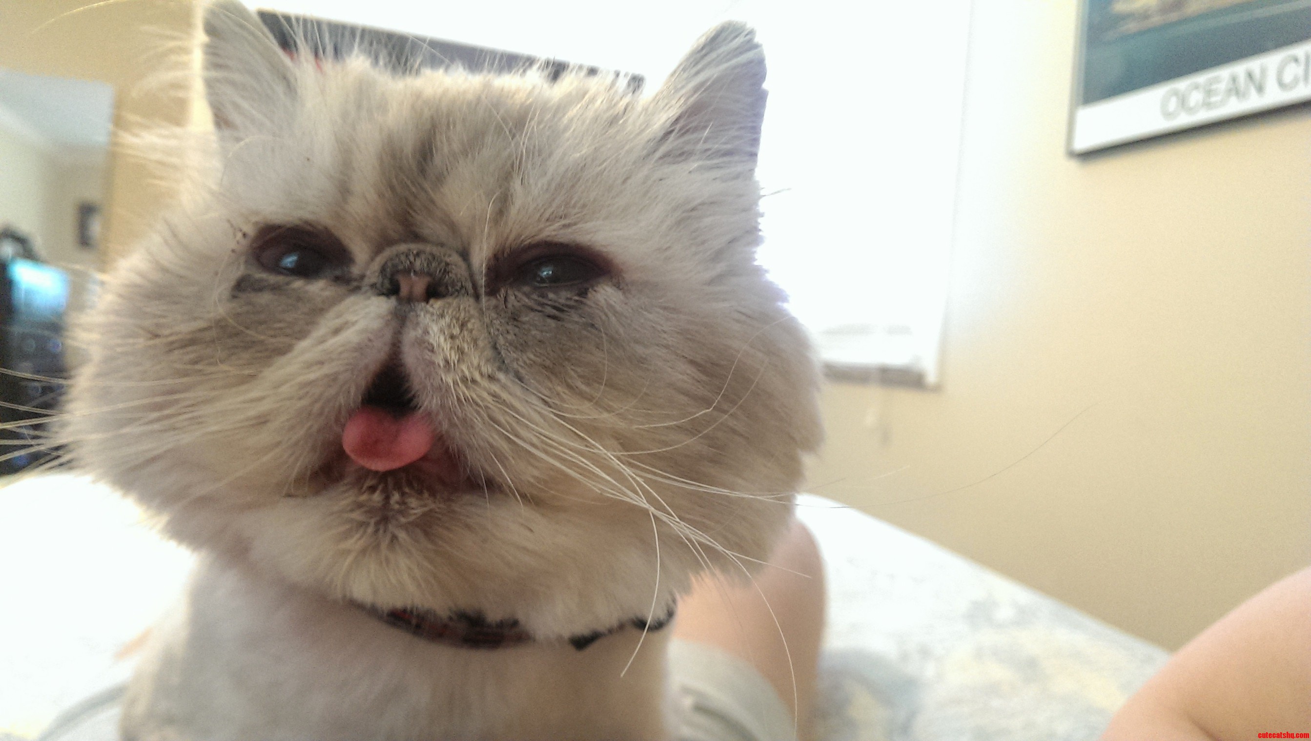 Help With Tear Stains Cute cats HQ Pictures of cute cats and