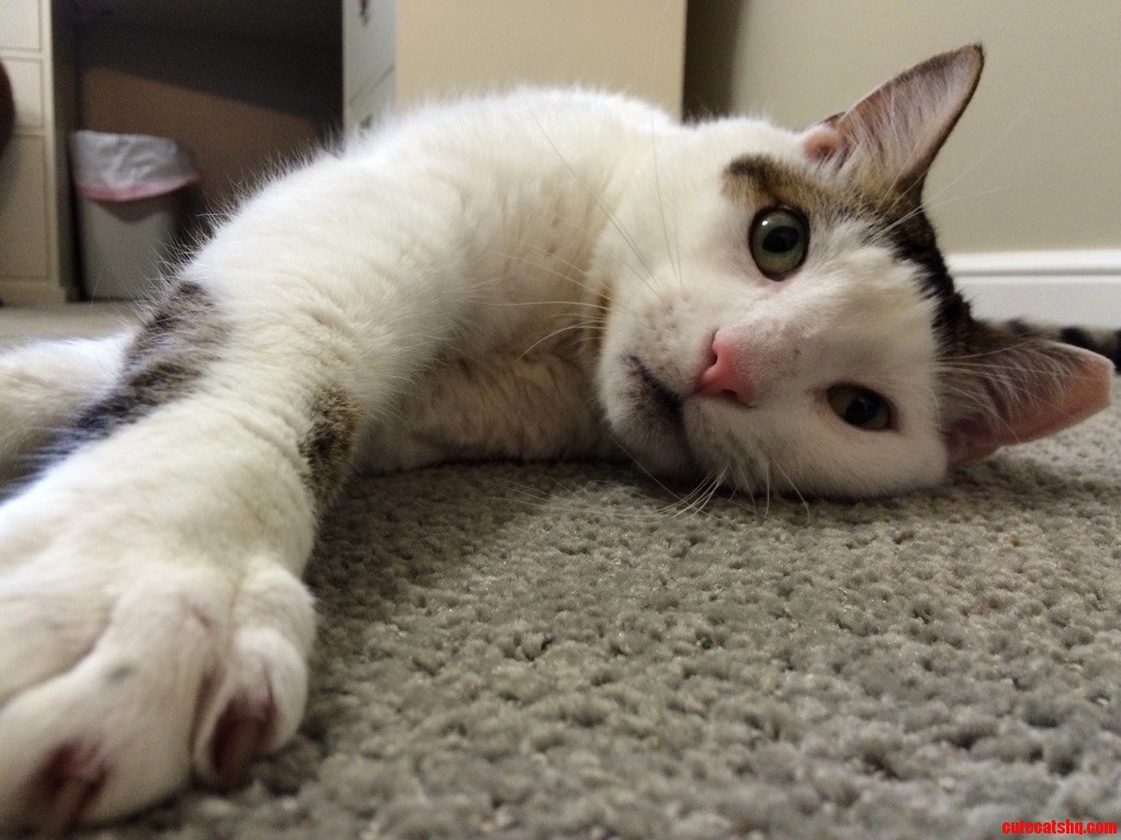 Tired from a long day of sleeping. Cute cats HQ