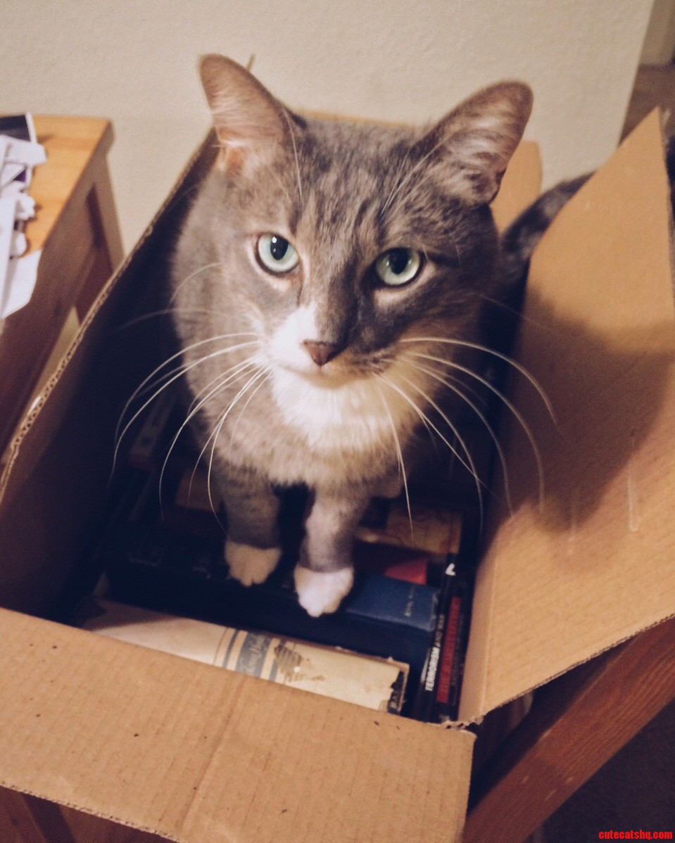 Marv likes boxes. Cute cats HQ Pictures of cute cats and kittens