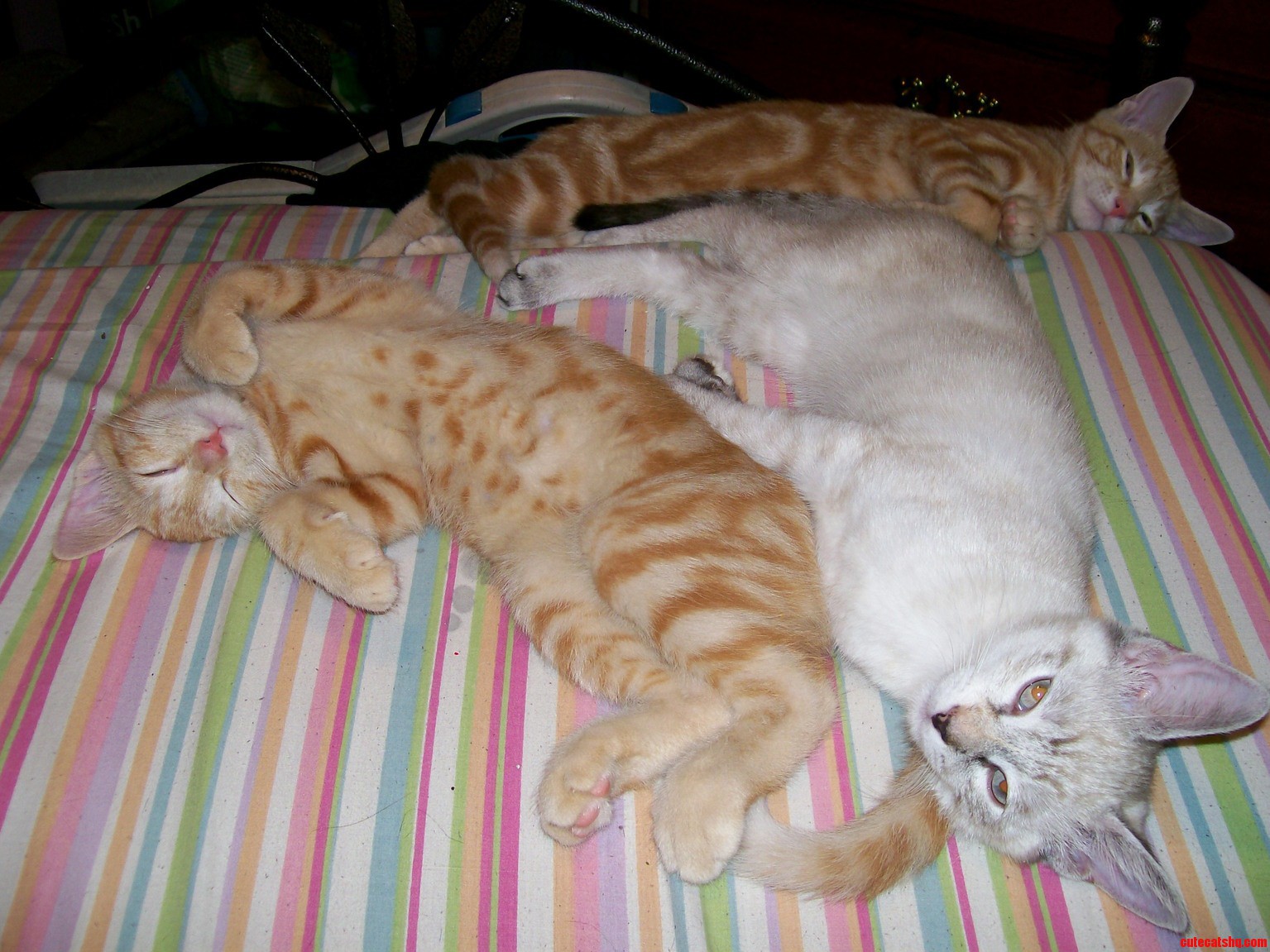 Sleepy kittens Cute cats HQ Pictures of cute cats and kittens Free