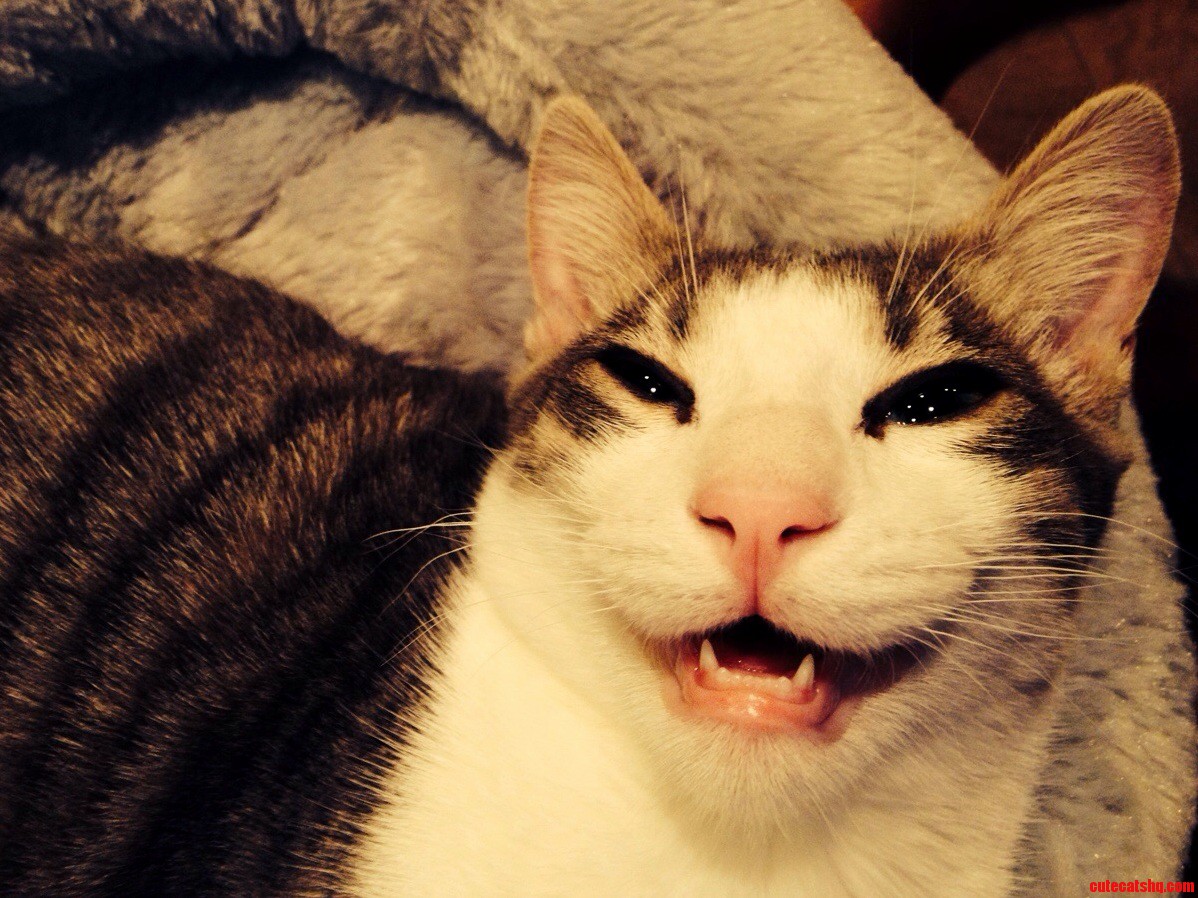 Catnip for me Cute cats HQ Pictures of cute cats and kittens Free