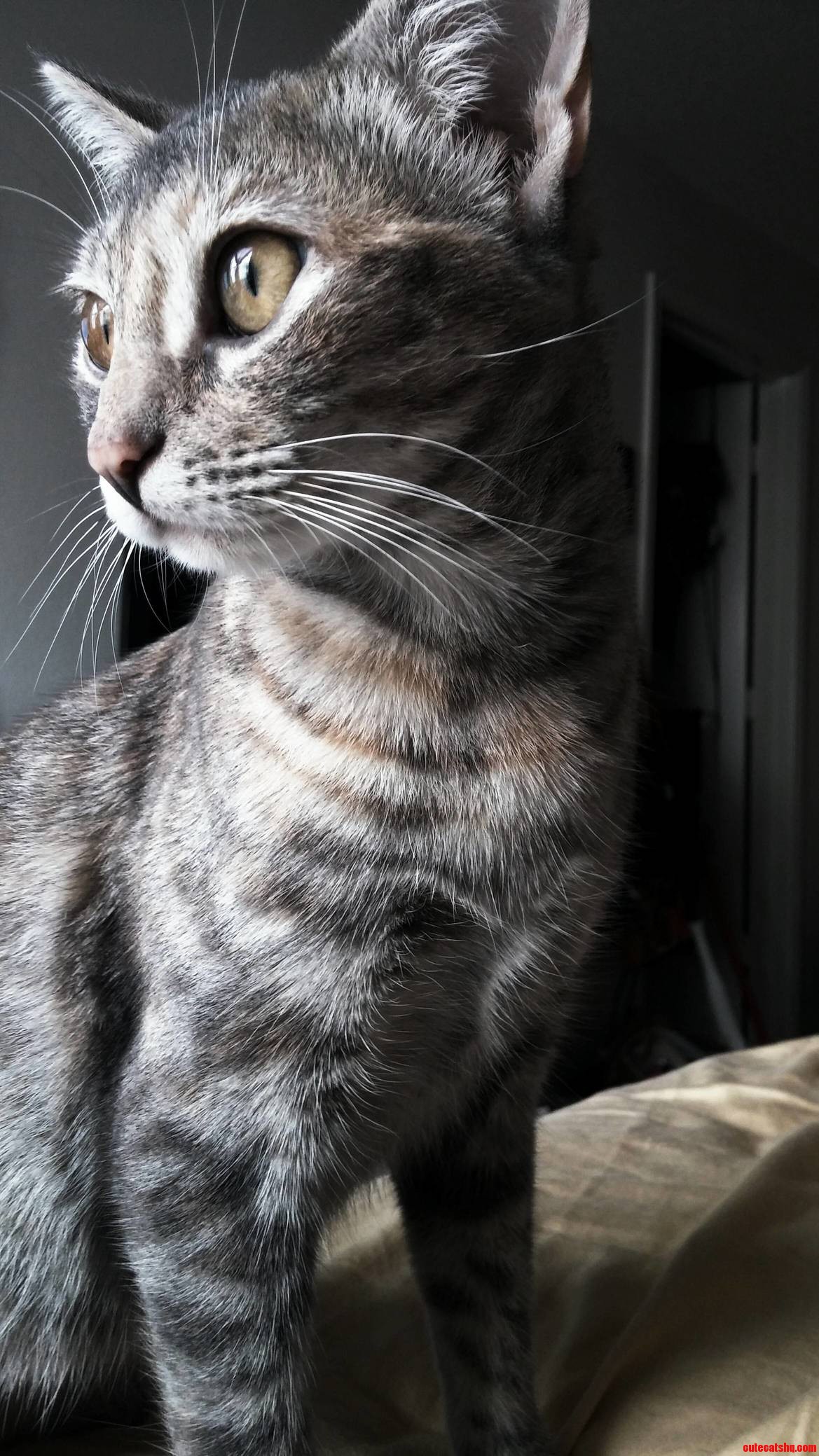 How majestic Cute cats HQ Pictures of cute cats and kittens Free
