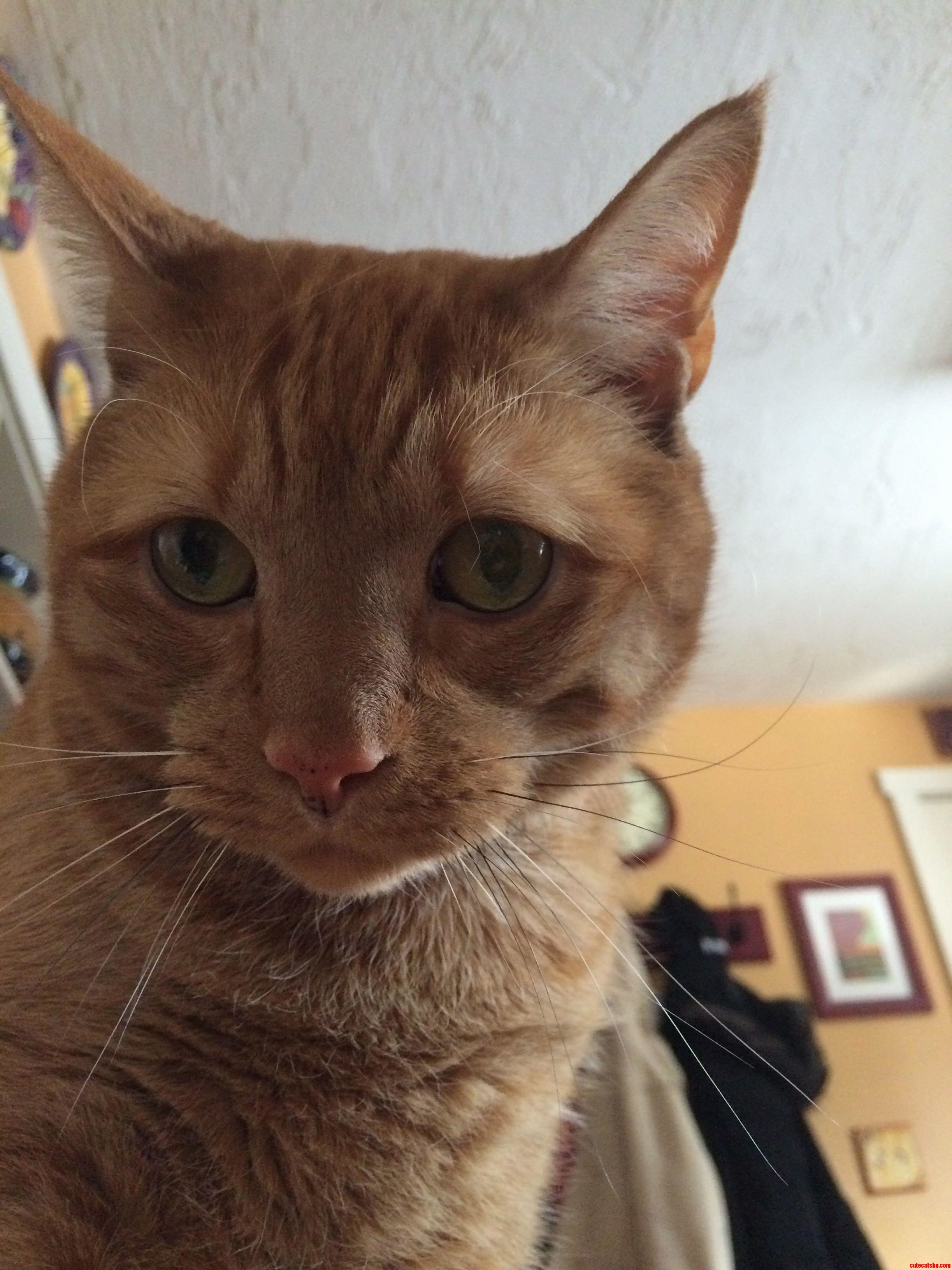 Looking into your soul. Cute cats HQ Pictures of cute cats and