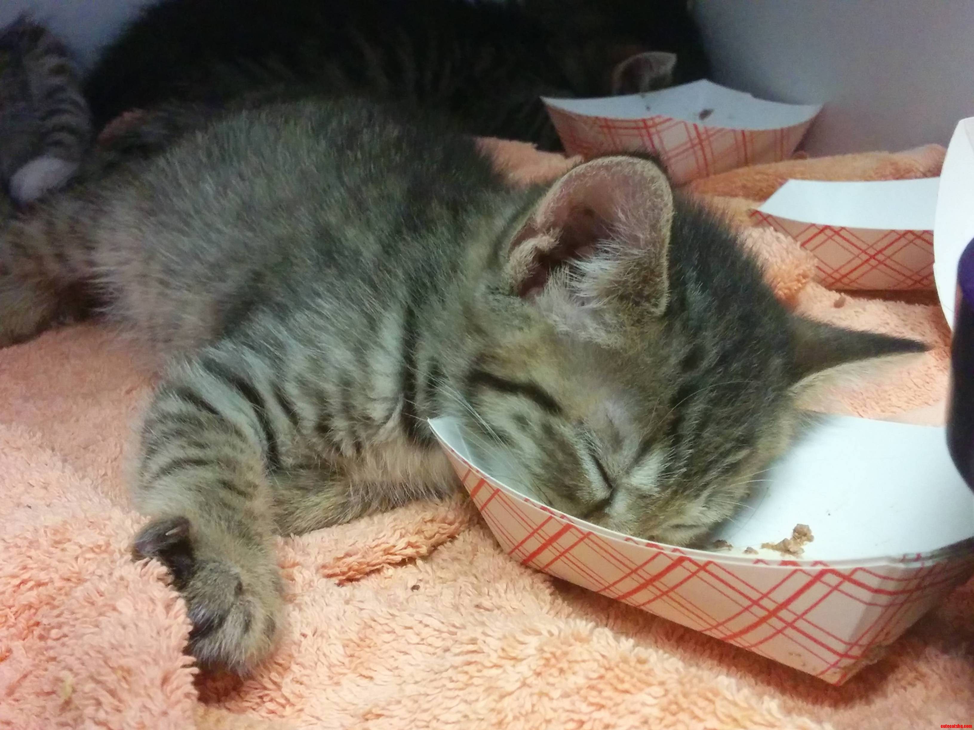 All tuckered out Cute cats HQ Pictures of cute cats and kittens