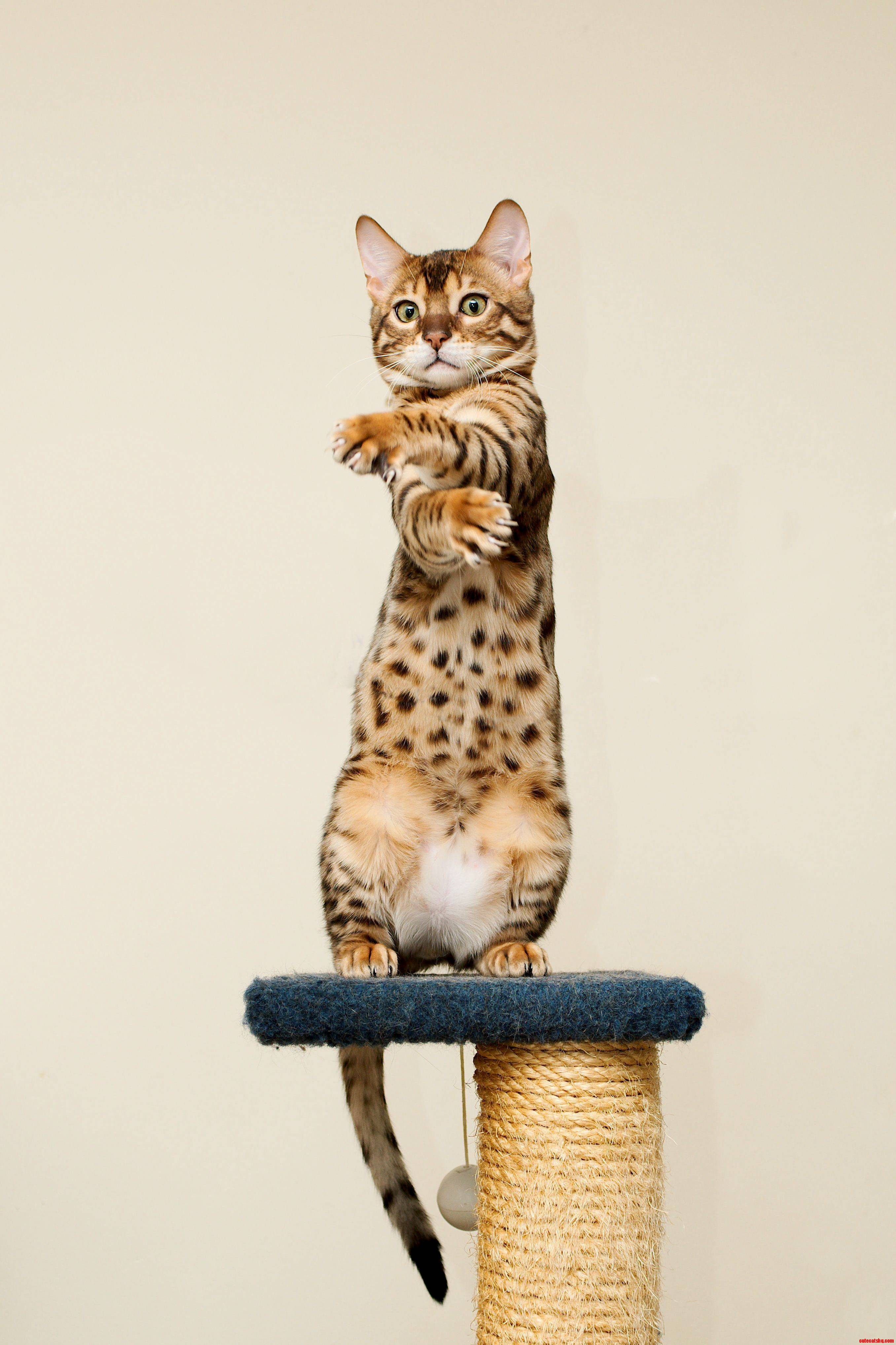 Gangster pose Cute cats HQ Pictures of cute cats and kittens Free pictures of funny cats and