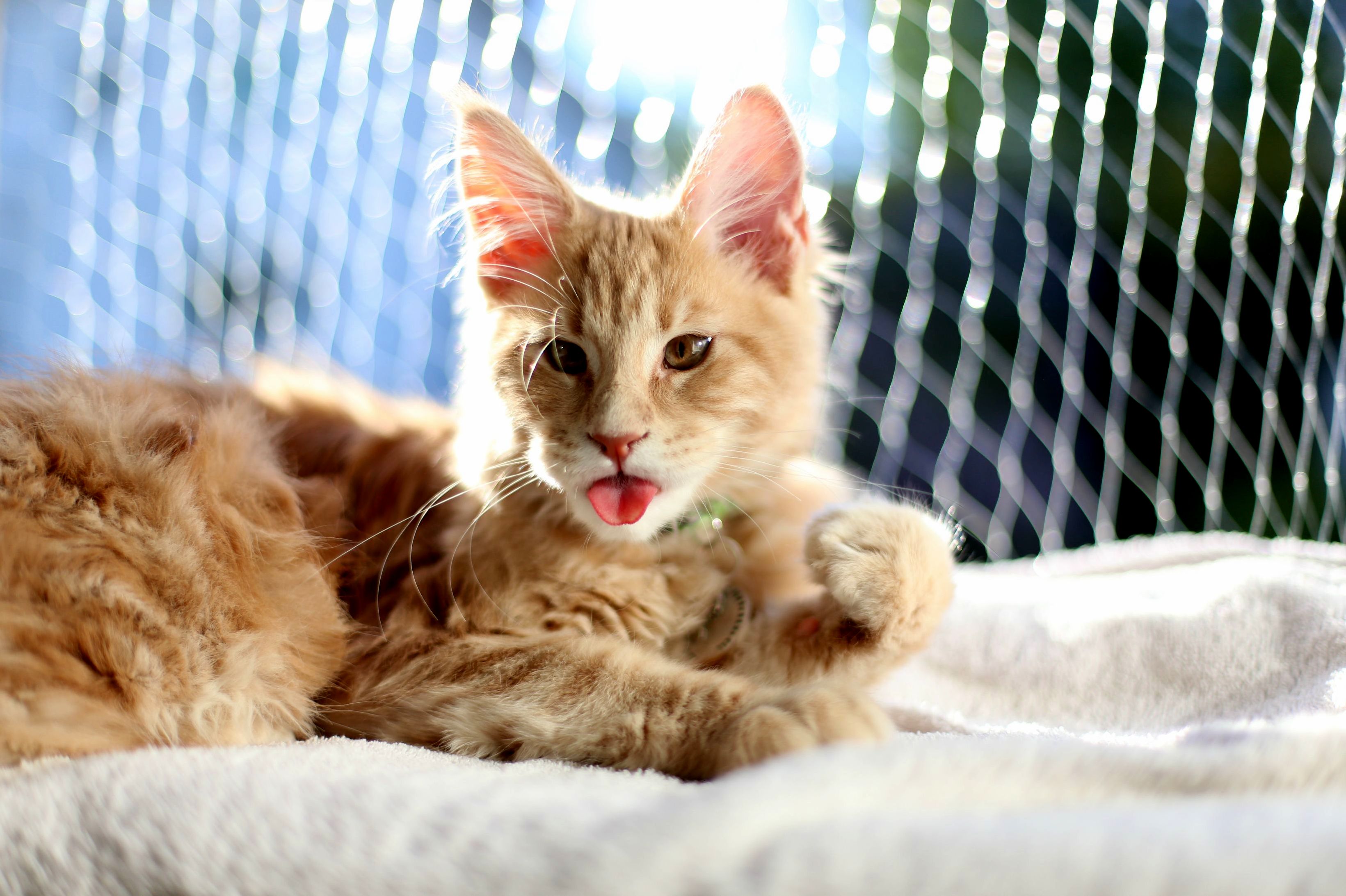 P Cute cats HQ Pictures of cute cats and kittens Free pictures of