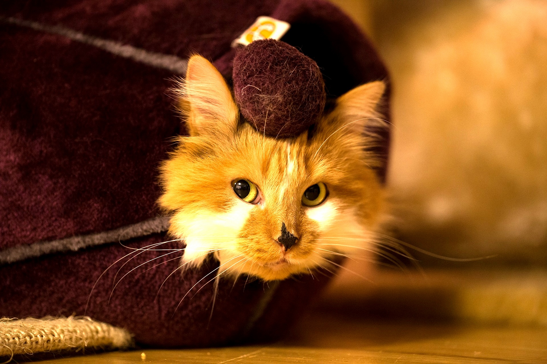 Cat ball | Cute cats HQ - Pictures of cute cats and kittens Free