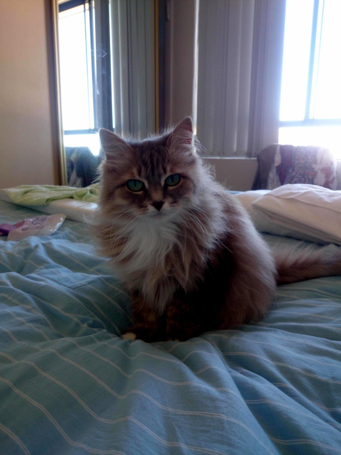 My 13 year old cat. Cute cats HQ Pictures of cute cats and kittens