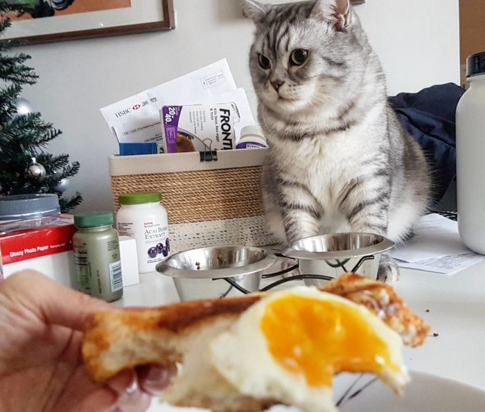 Eating breakfast with waffles Cute cats HQ Pictures of cute cats