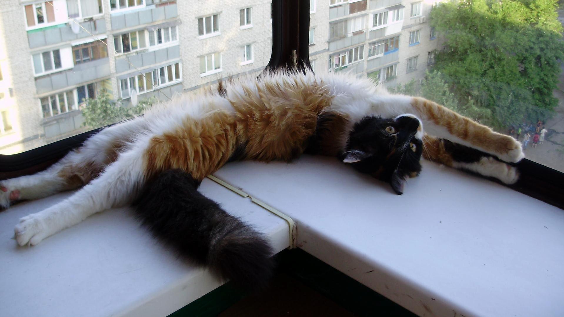 Stretching… Cute cats HQ Pictures of cute cats and kittens Free