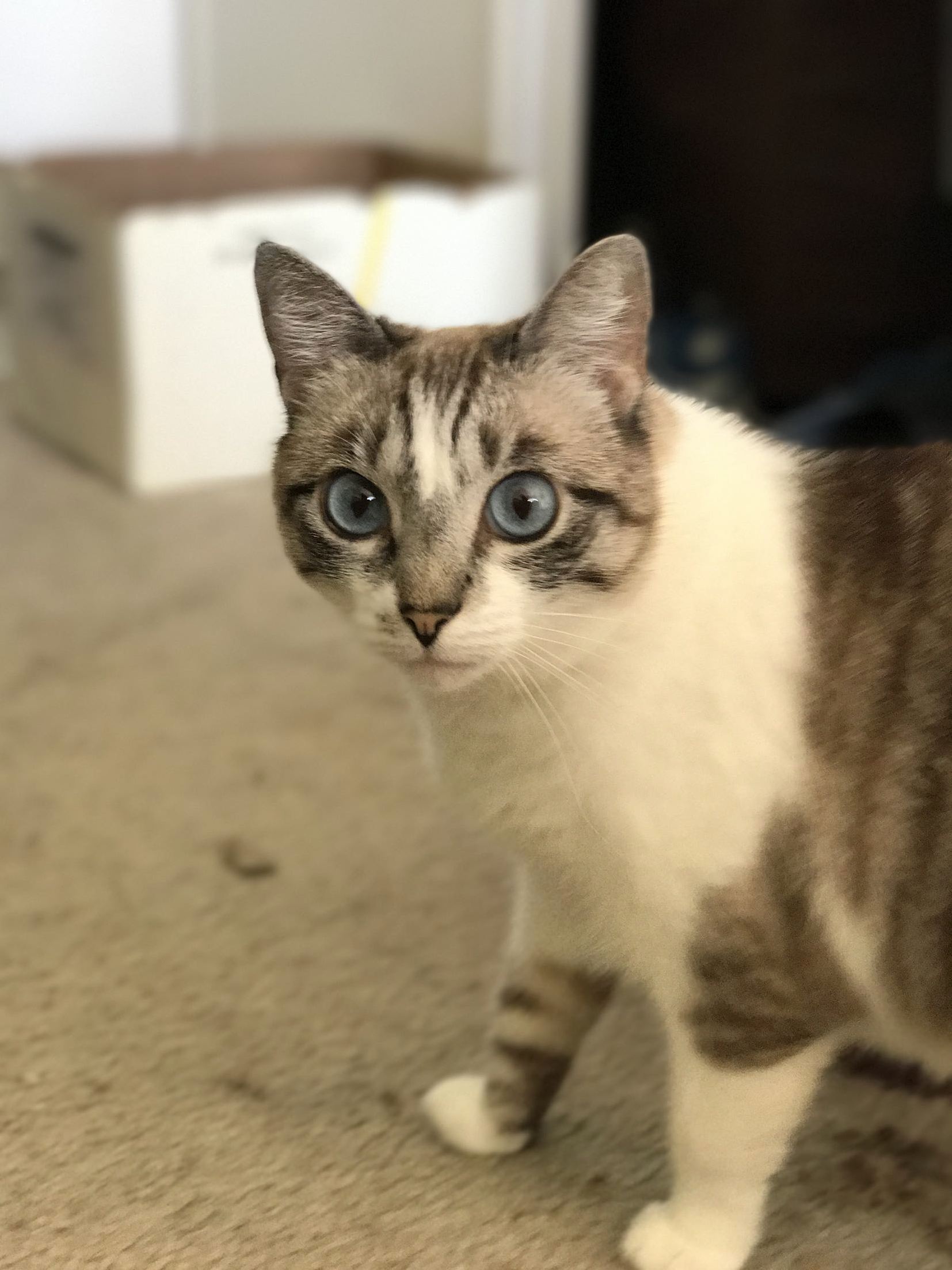 Anime eyes Cute cats HQ Pictures of cute cats and kittens Free