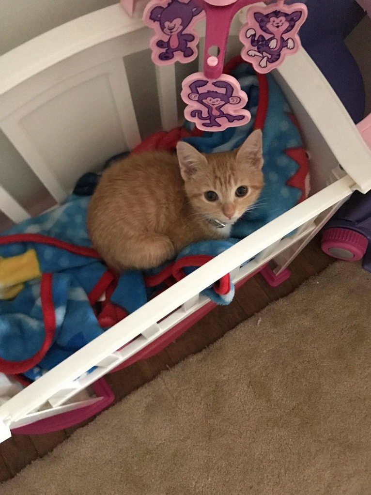 Cats in the cradle… er… crib. Cute cats HQ Pictures of cute cats