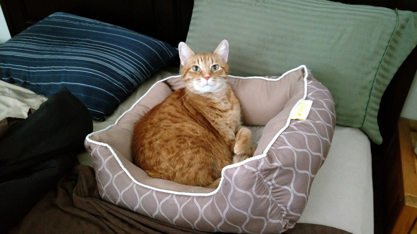 My buddy jack. he sleeps in his little bed right next to me. Cute