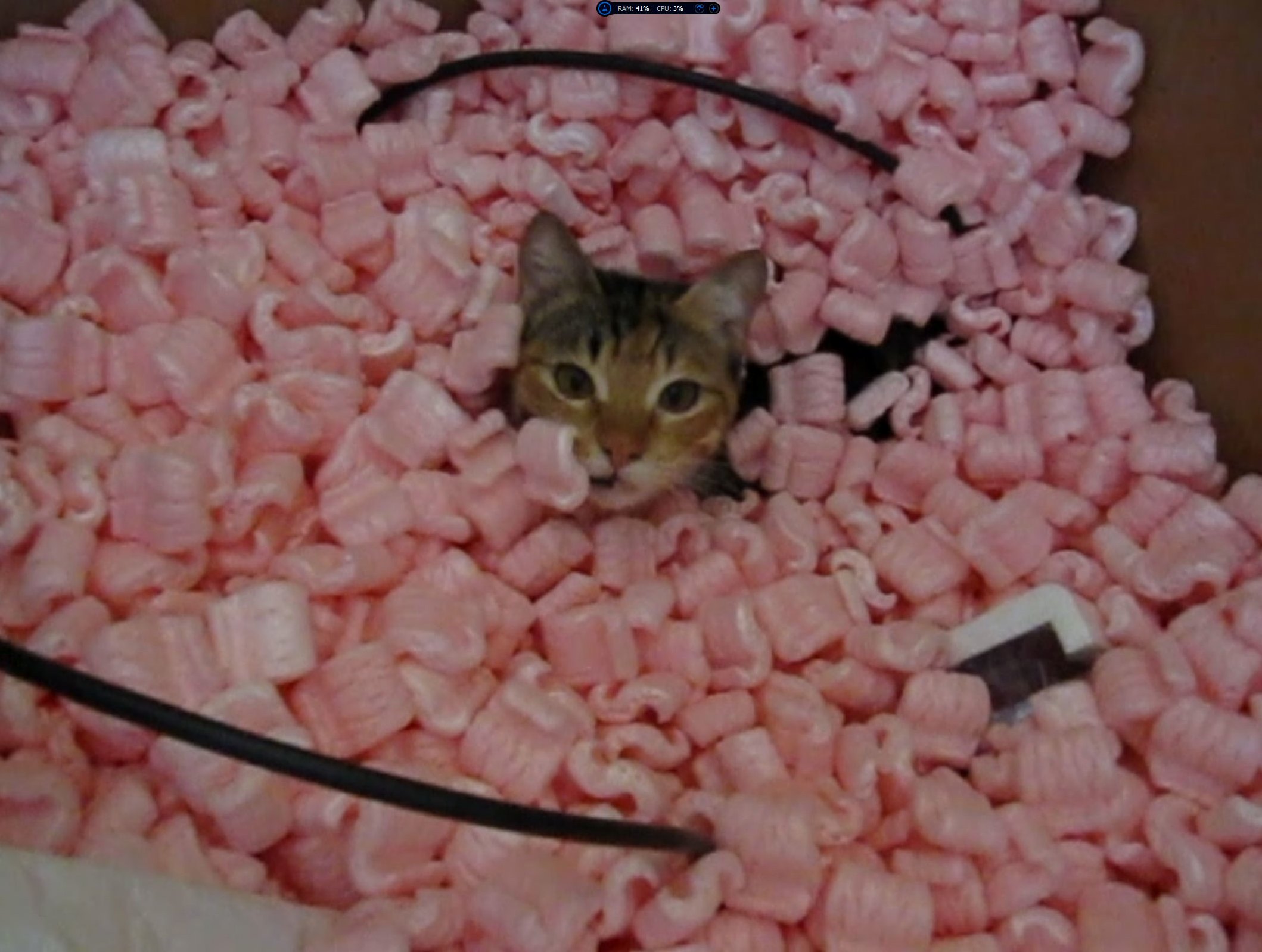 I too have a cat that is fascinated with styrofoam in boxes video in
