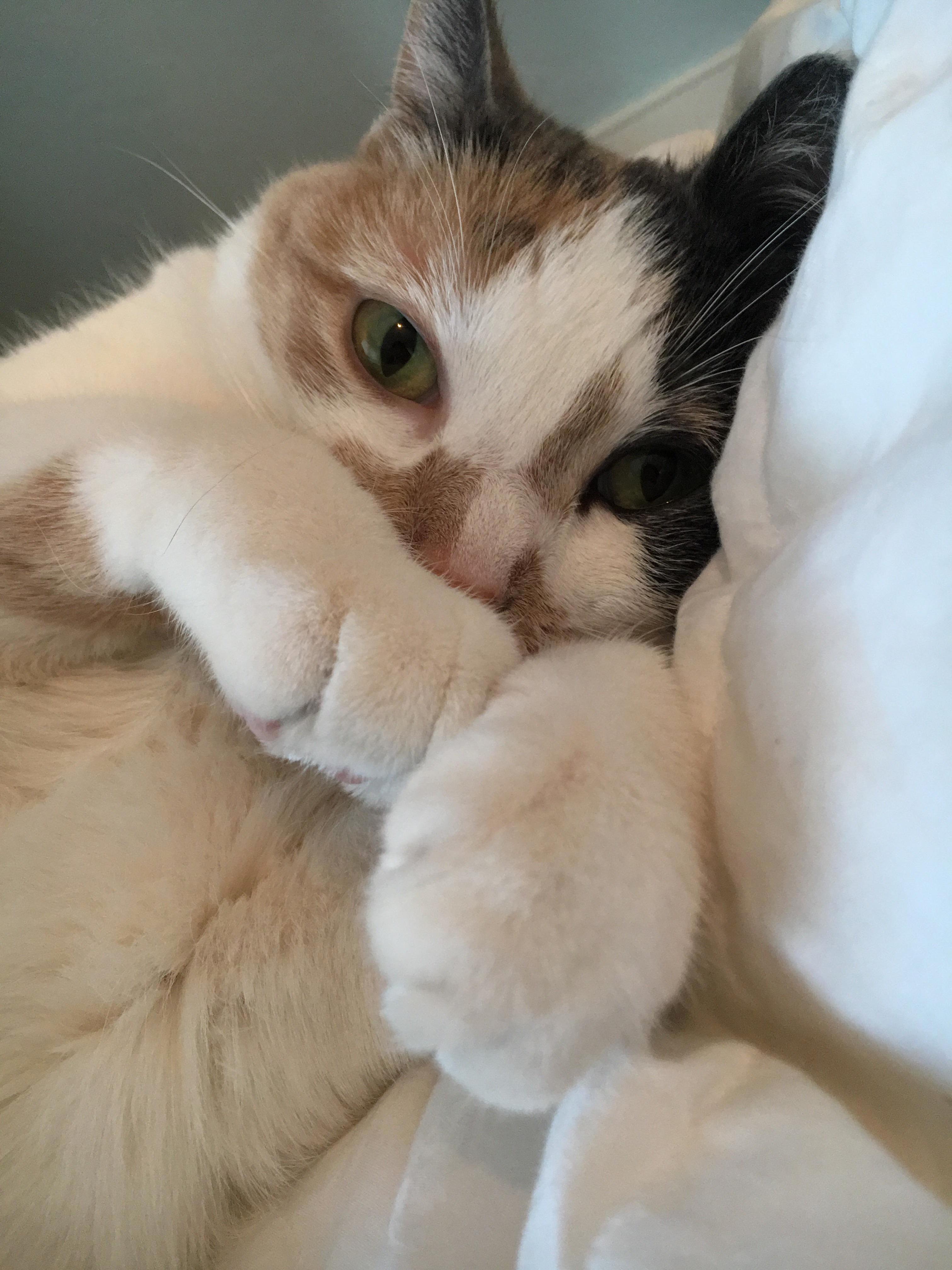 Small paws Cute cats HQ Pictures of cute cats and kittens Free