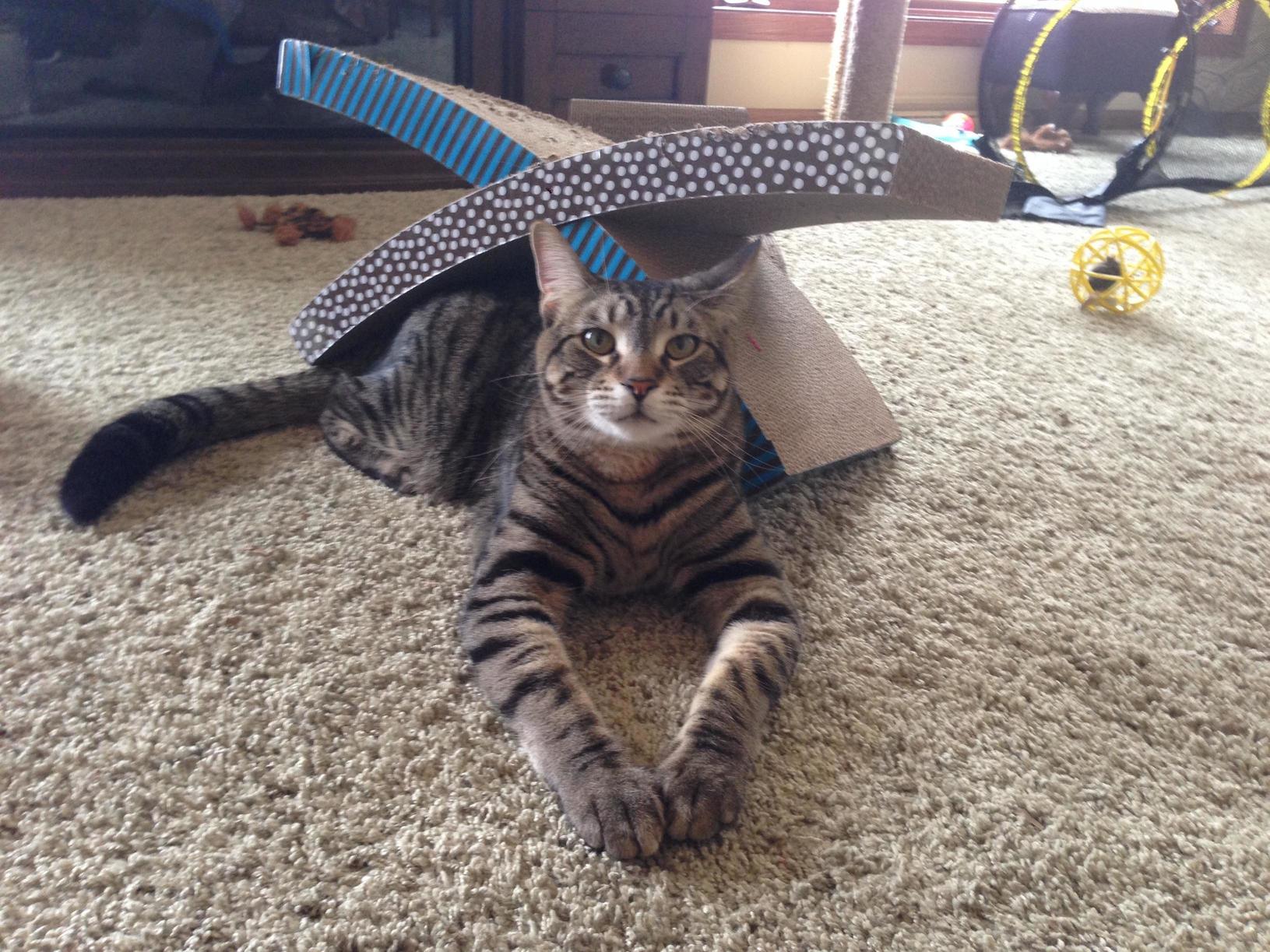 My Cat Ginger Having A Thoughtful Moment Cute cats HQ Pictures of cute cats and kittens Free