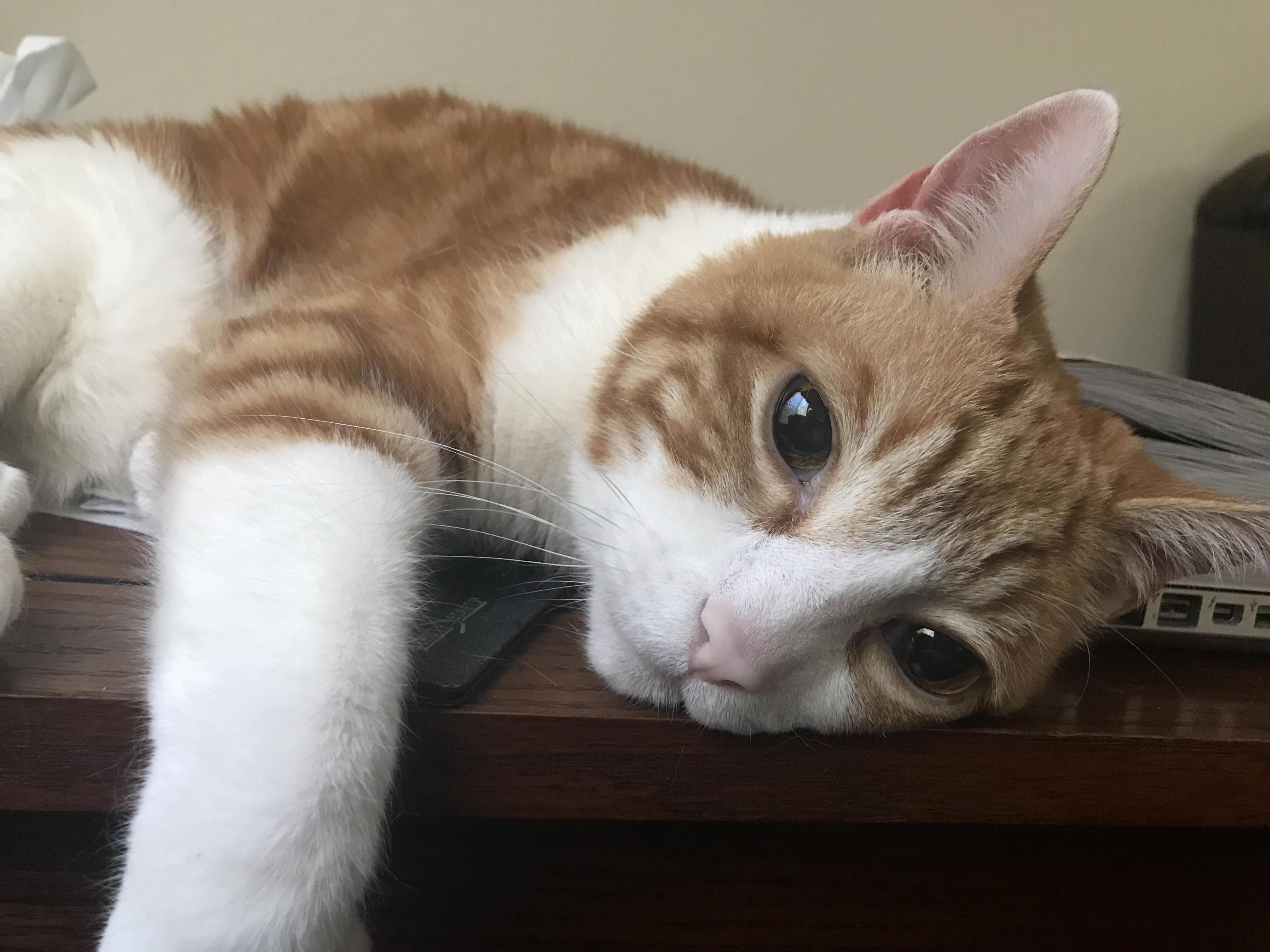 Wireless Webcam For My Cat Tango LiveStream Cat Action